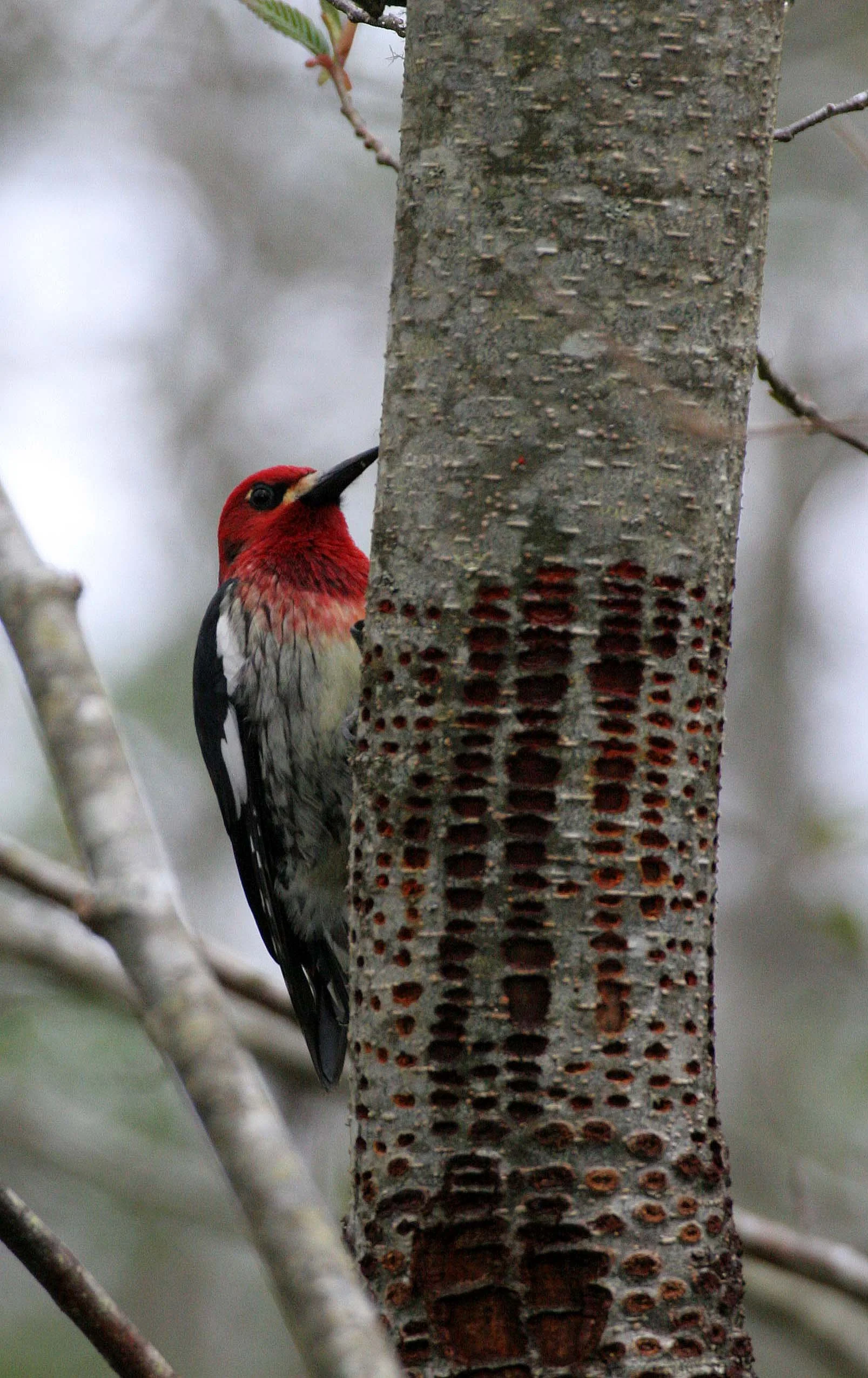 BIRD - WOODPECKER - SAPSUCKER - RED-BREASTED SAPSUCKER - SPHYRAPICUS RUBER - LAKE FARM TRAILS WA (6).JPG