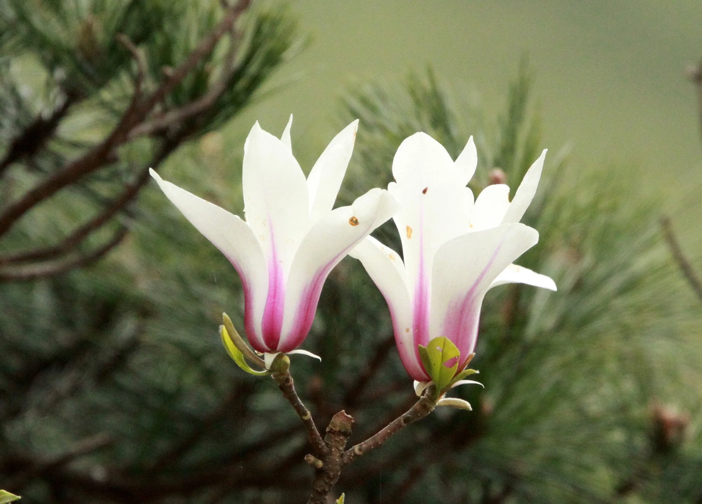 Wild Magnolia at Huangshan NP, Anhui