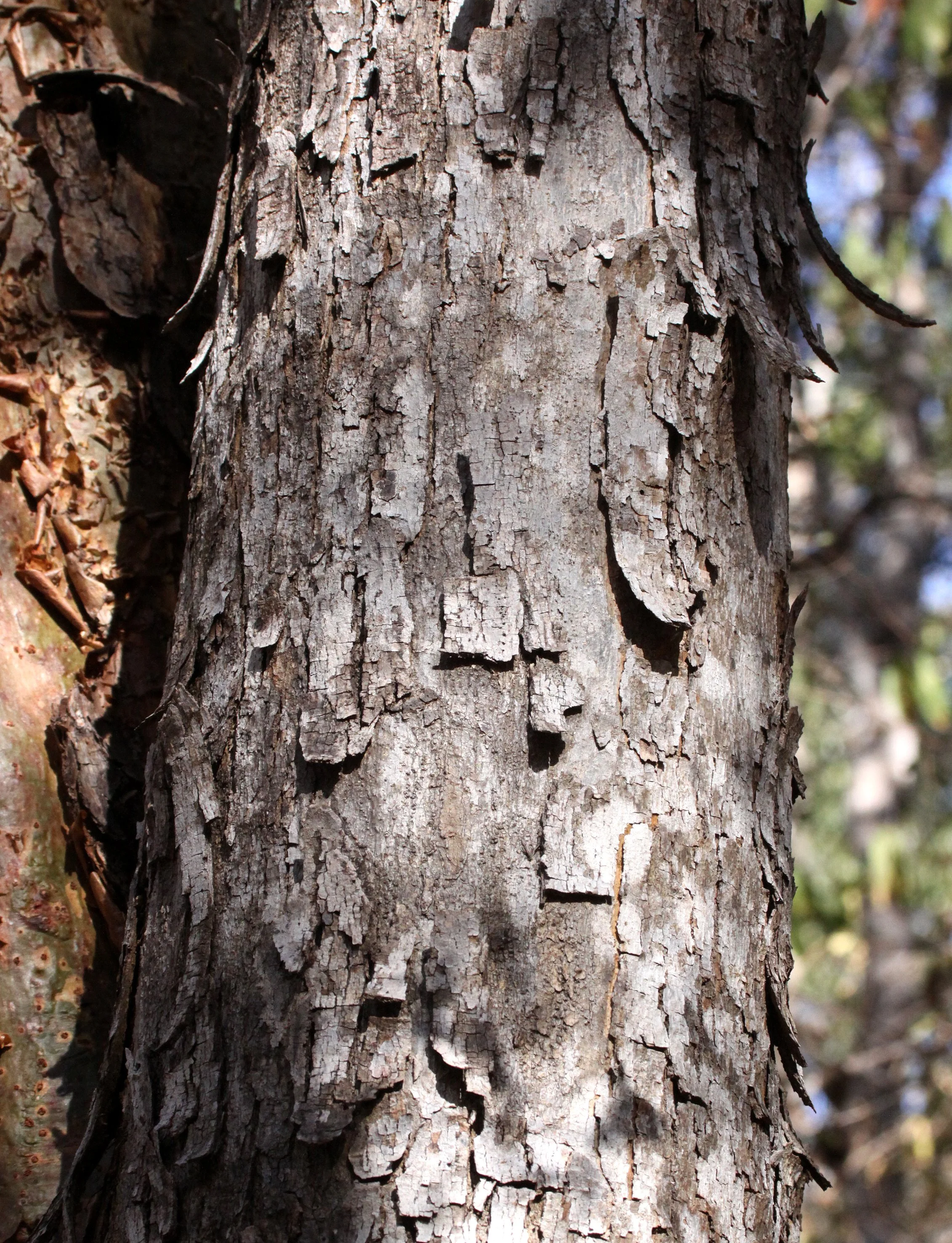 PLANT - SPECIES - KIRINDY NATIONAL PARK - MADAGASCAR (7).JPG
