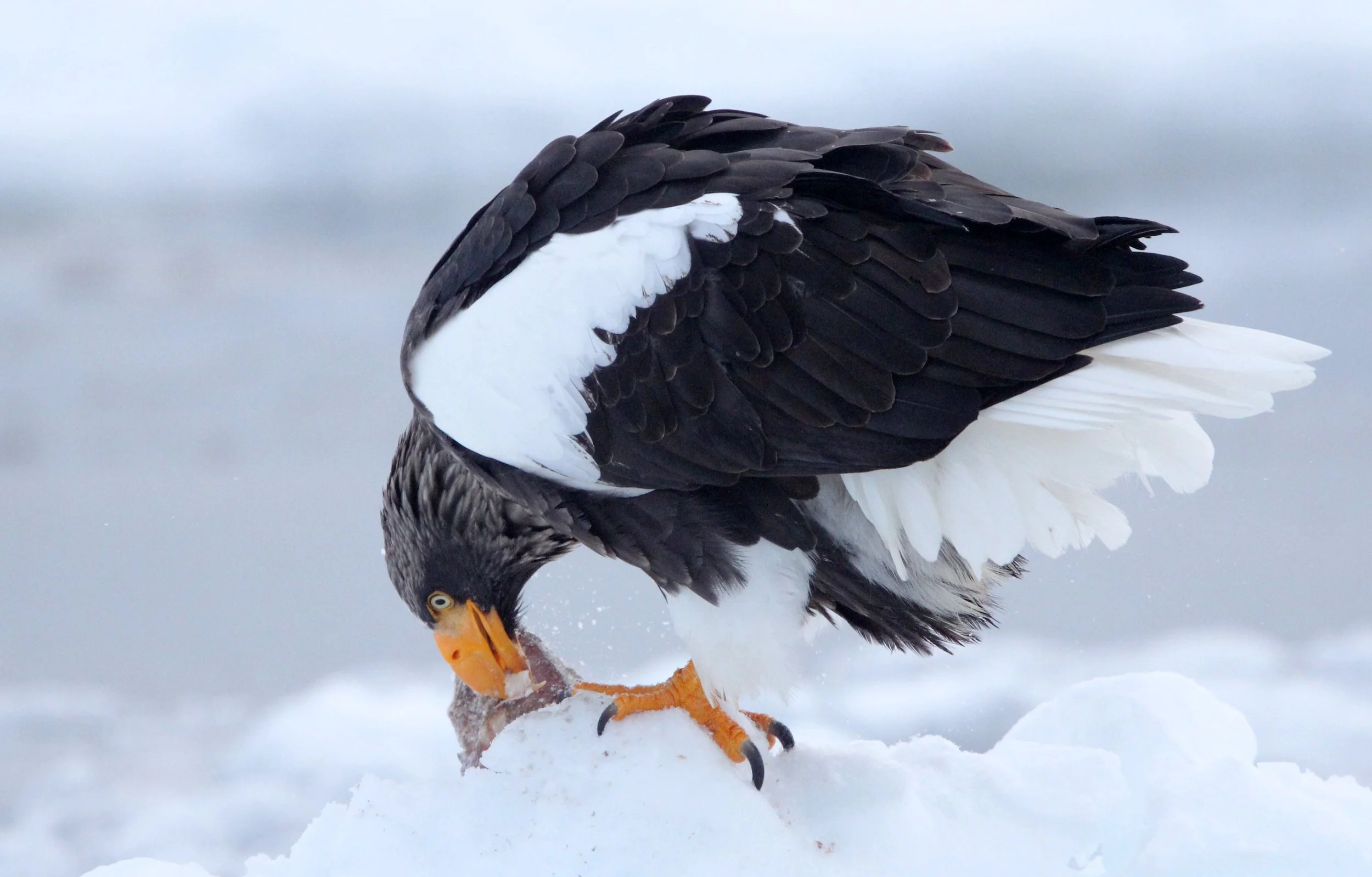 Haliaeetus pelagicus - STELLER'S SEA EAGLE - RAUSU, SHIRETOKO PENINSULA, HOKKAIDO JAPAN (173).JPG