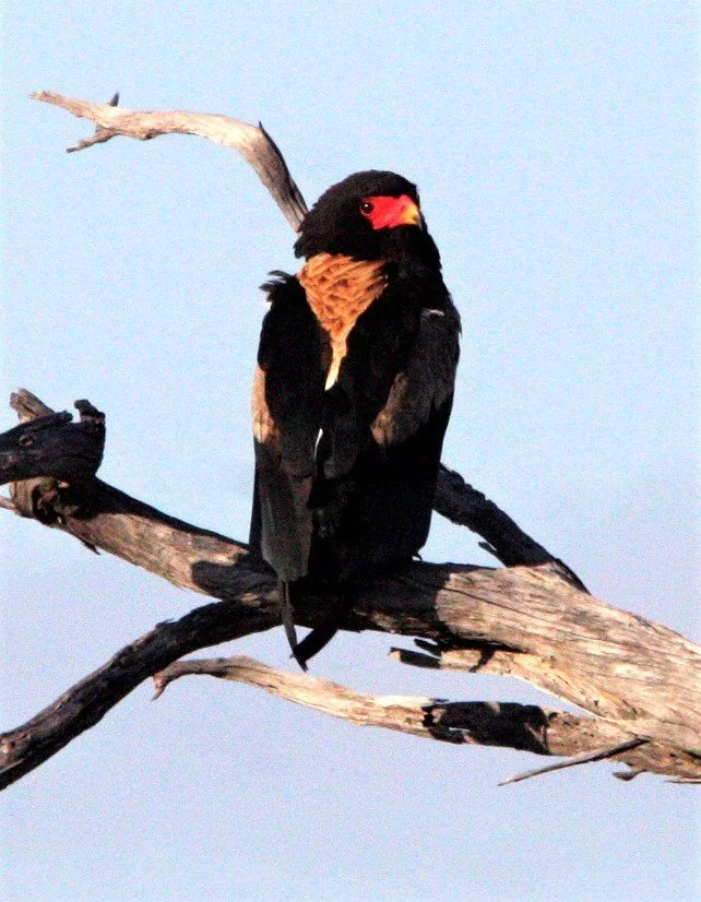 Terathopius ecaudatus - BATELEUR - KHWAI CAMP OKAVANGO BOTSWANA aa1.jpg