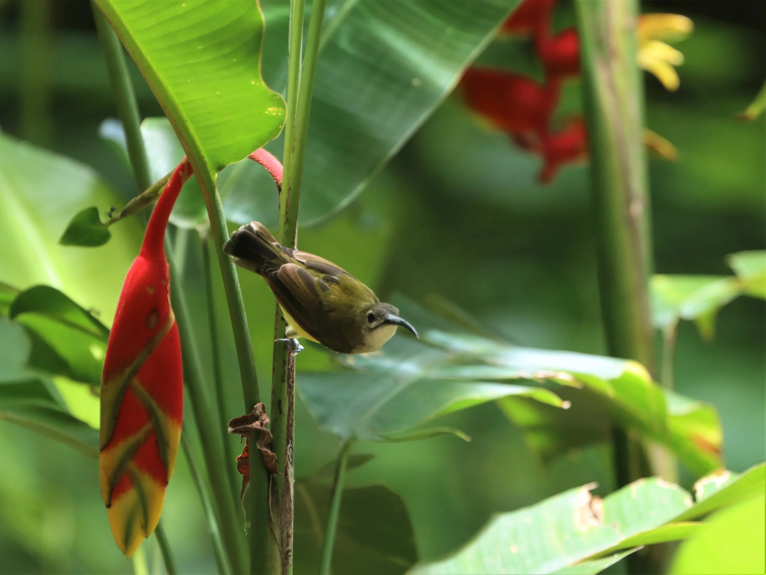 SPIDERHUNTER - LITTLE SPIDERHUNTER - Arachnothera longirostra - BAAN MAKA PETCHABURI (13).jpg