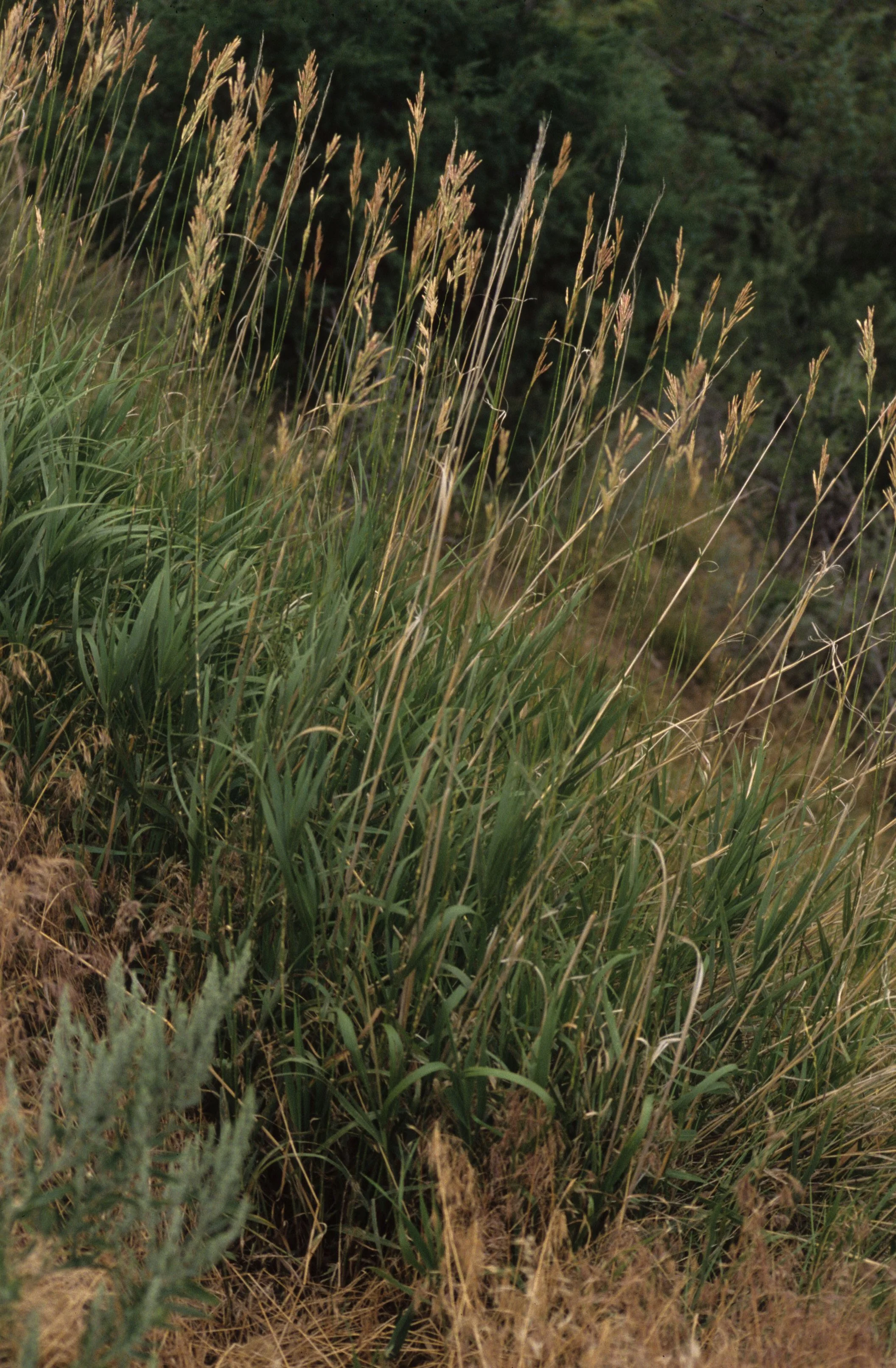 GREAT PLAINS - GRAMINEAE - GRASSES.jpg