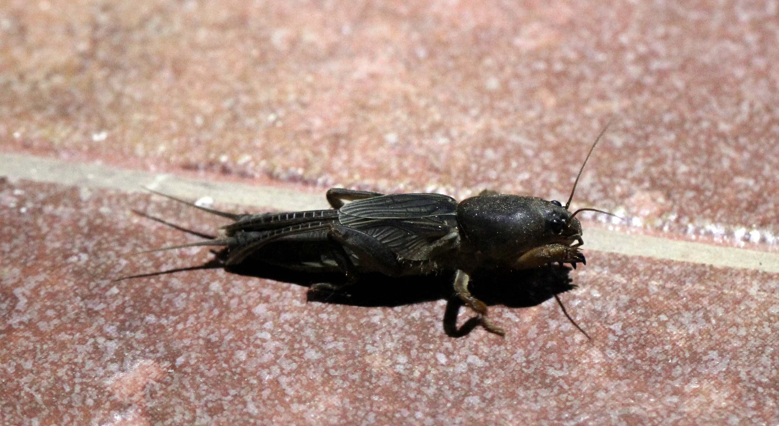 Gryllotalpa orientalis - Mole Cricket - Valparai Tamil Nadu, India (2).JPG