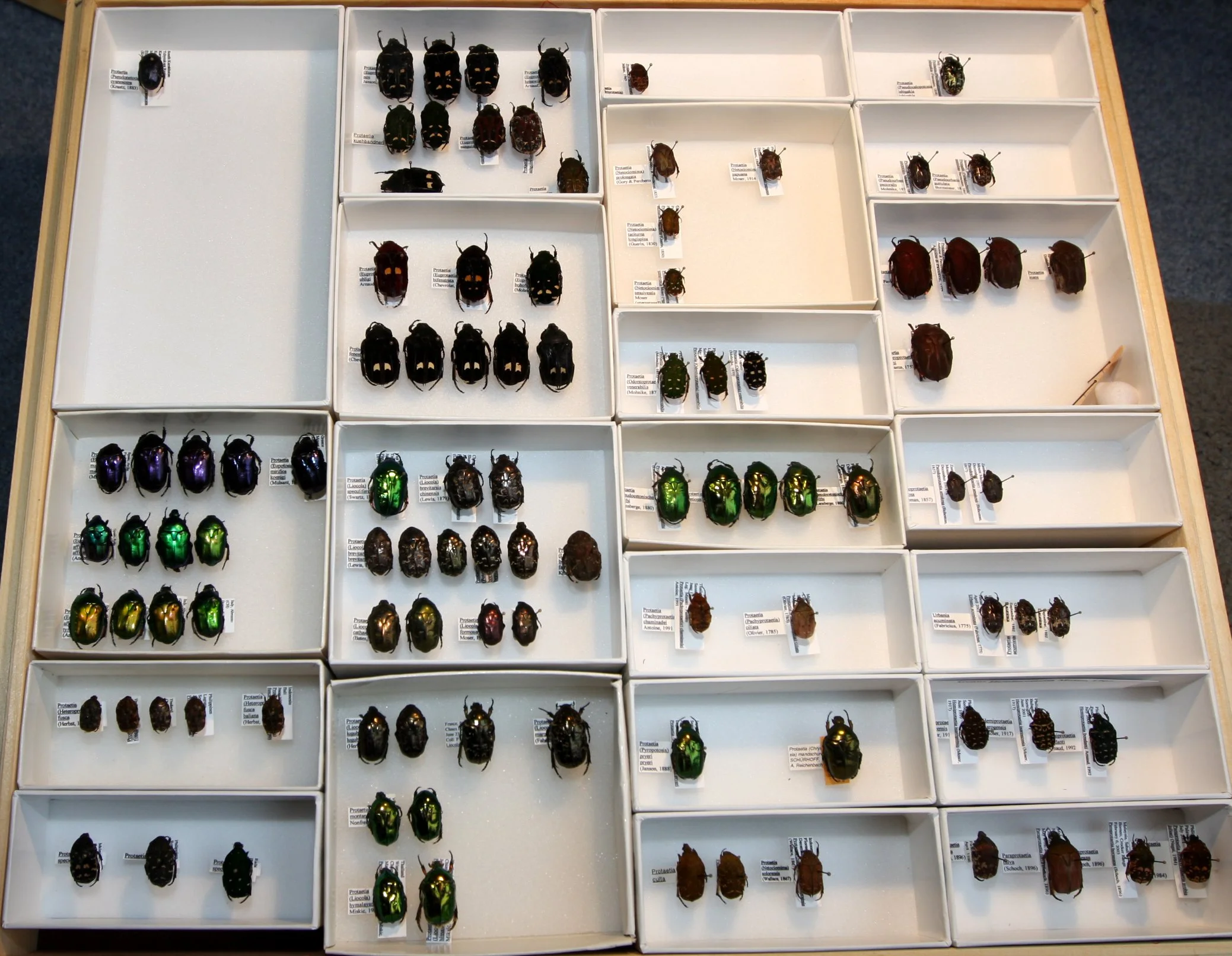 Cetoniinae 27 – Protaetia.JPG