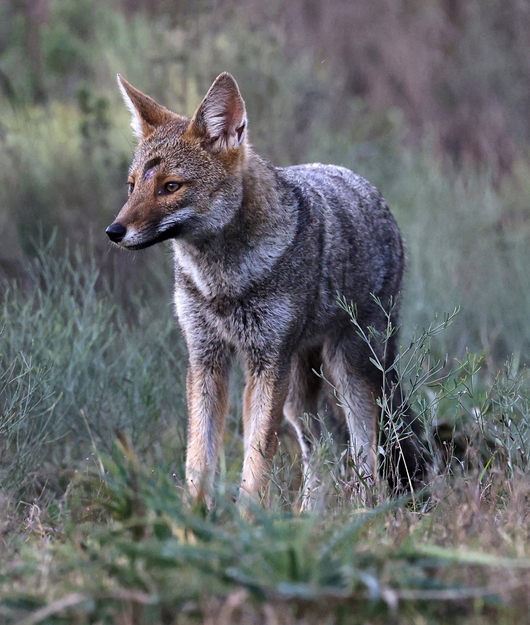 Pampas Fox (Lycalopex gymnocercus) El Palmar National Park, Entre Rios, Argentina (63).jpg
