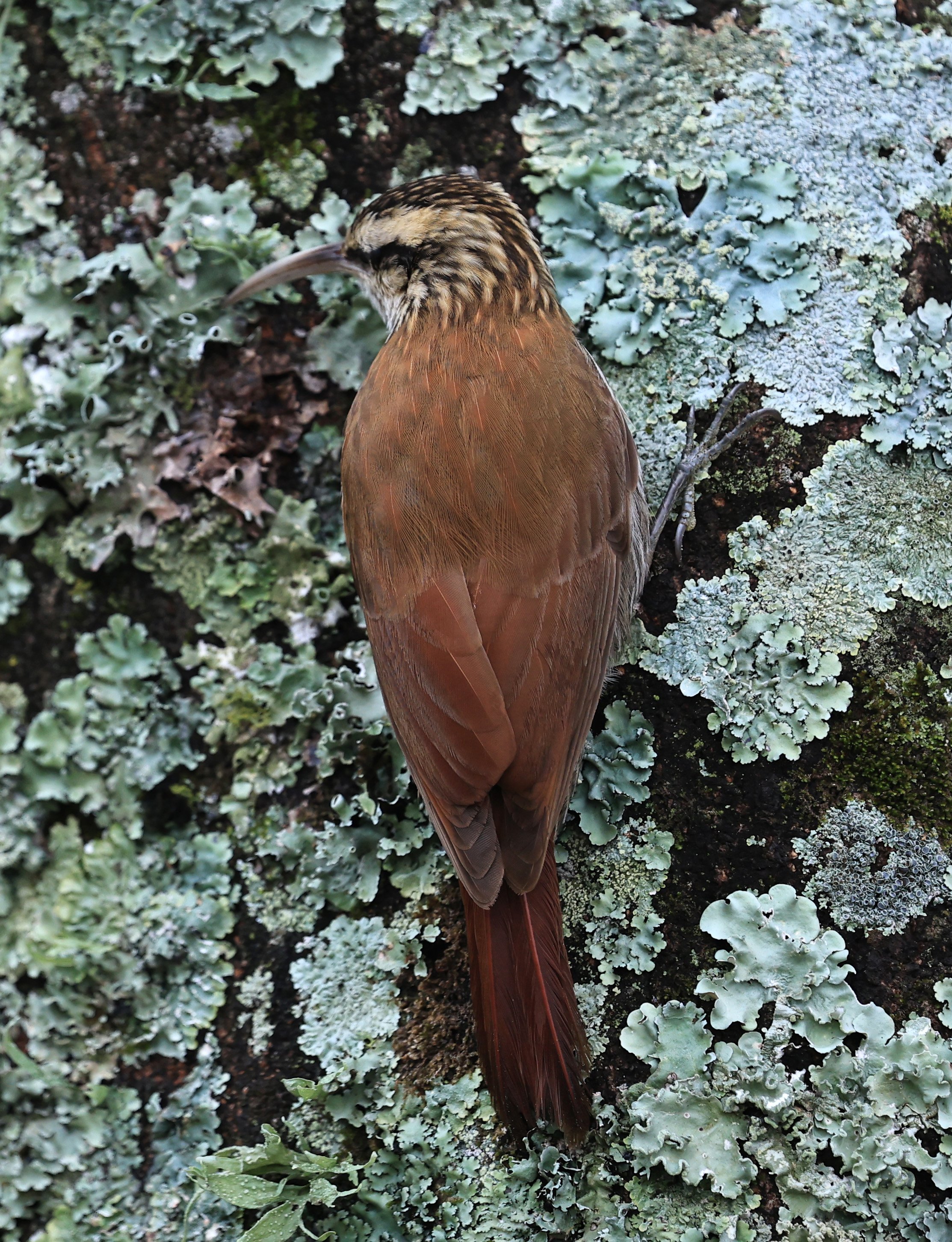 Narrow-billed Woodcreeper (Lepidocolaptes angustirostris) El Palmar National Park, Entre Rios, Argentina  (1).jpg