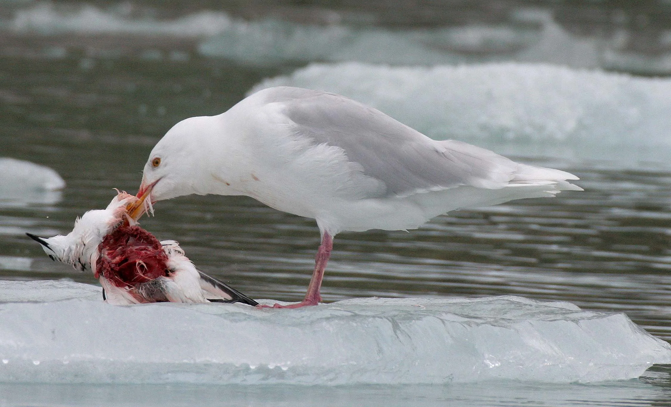 BIRD - GULL - GLAUCOUS GULL - SVALBARD.jpg