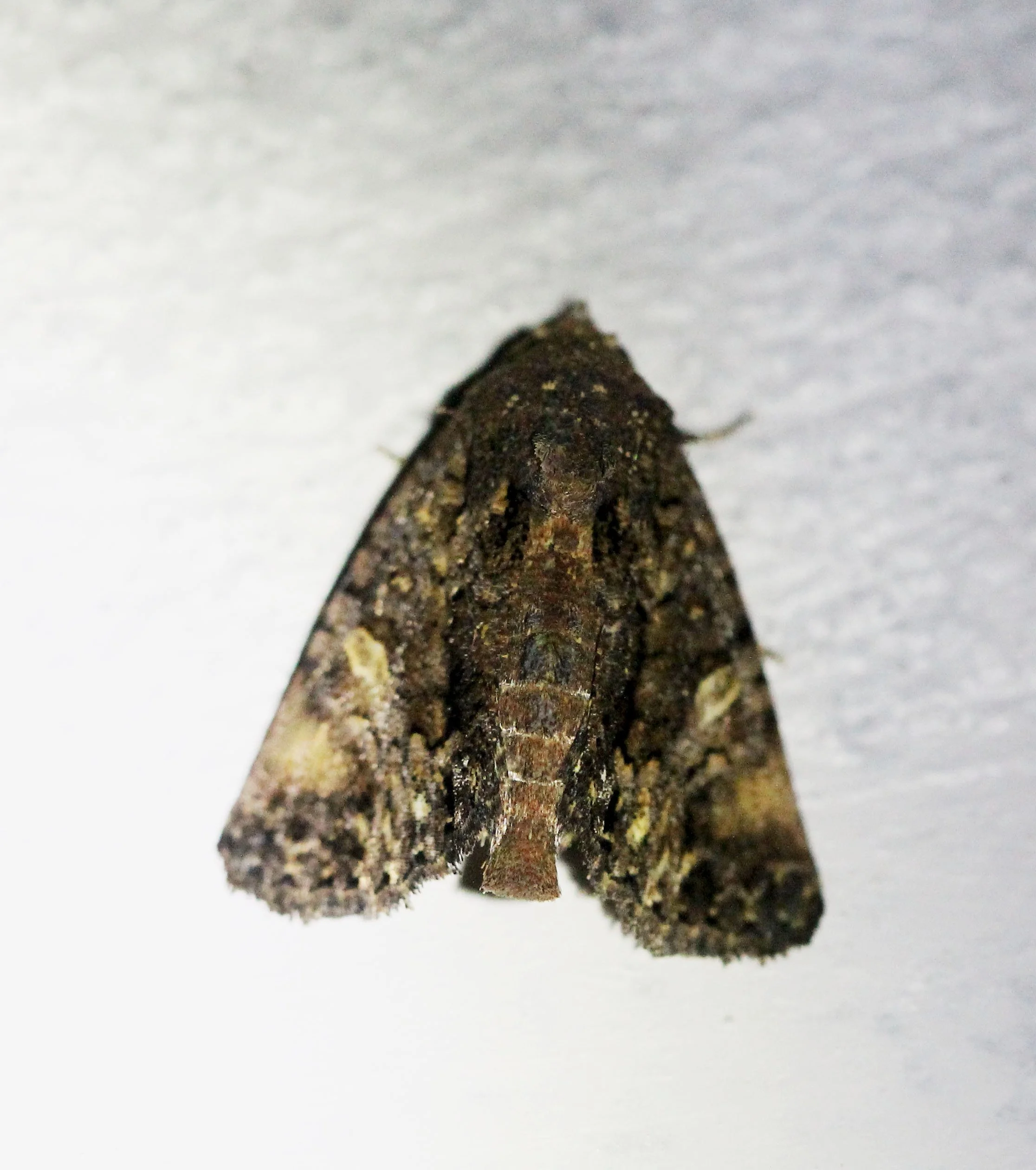 Erebidae - Aedia funesta - Koh Lanta Thailand 