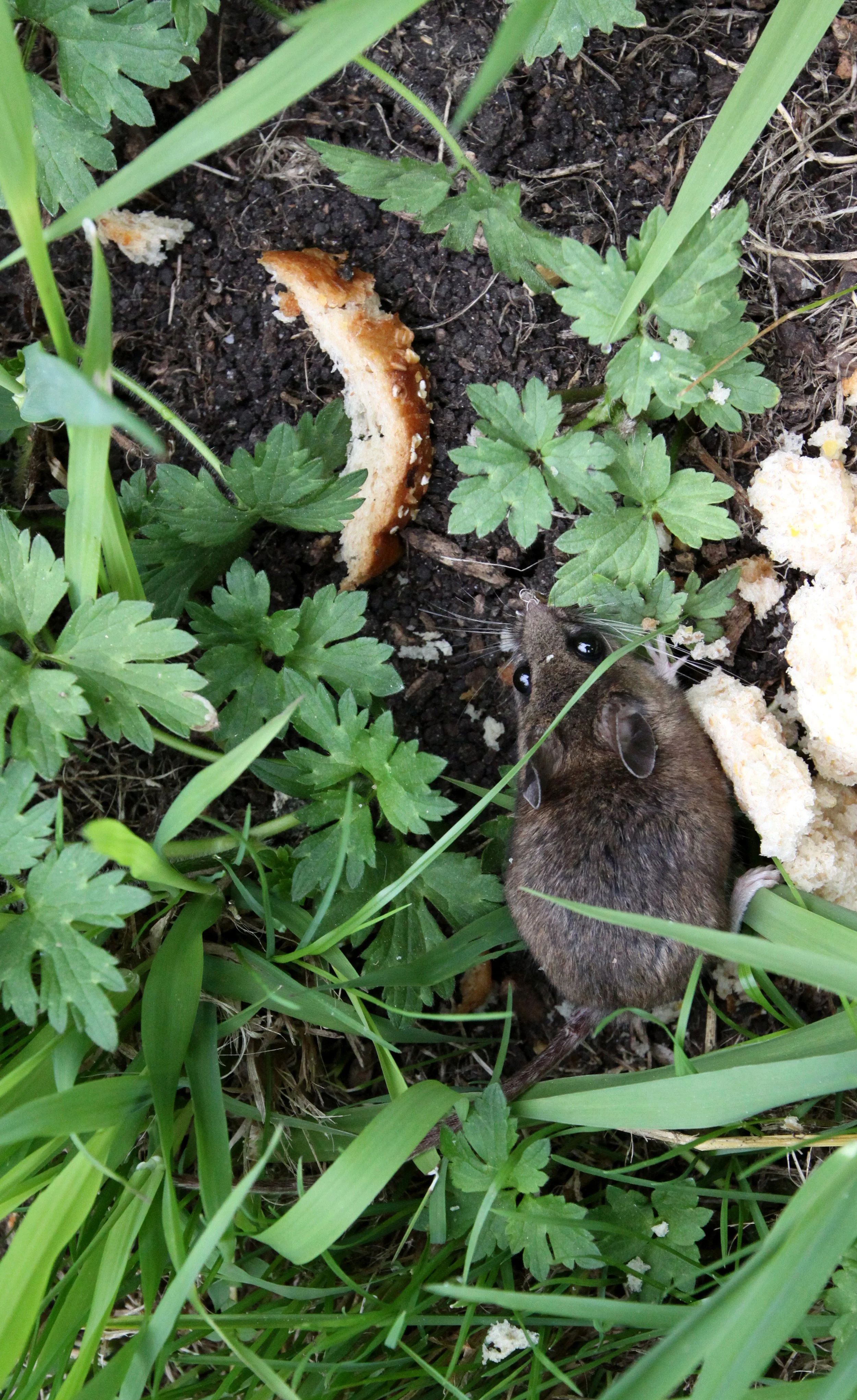 RODENT - DEER MOUSE - WESTERN DEER MOUSE - PEROMYSCUS MANICULATUS - LAKE FARM TRAILS WA (6).JPG