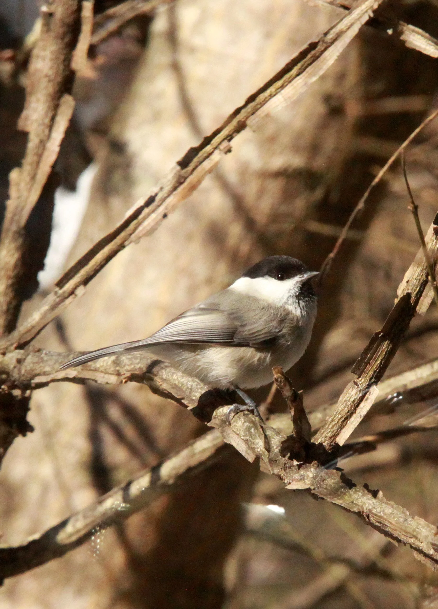 Willow Tit (Poecile montanus) Shiobutsu Onsen Karuizawa Japan (10).JPG