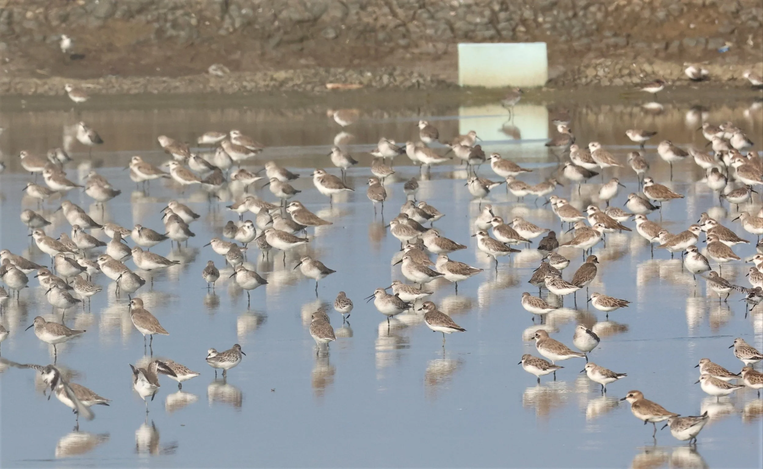 PLOVER - GREATER SAND-PLOVER - Charadrius leschenaultii - LESSER SP, CURLEW, BROADBILL SP PAK THALE OCTOBER 2 (24).jpg