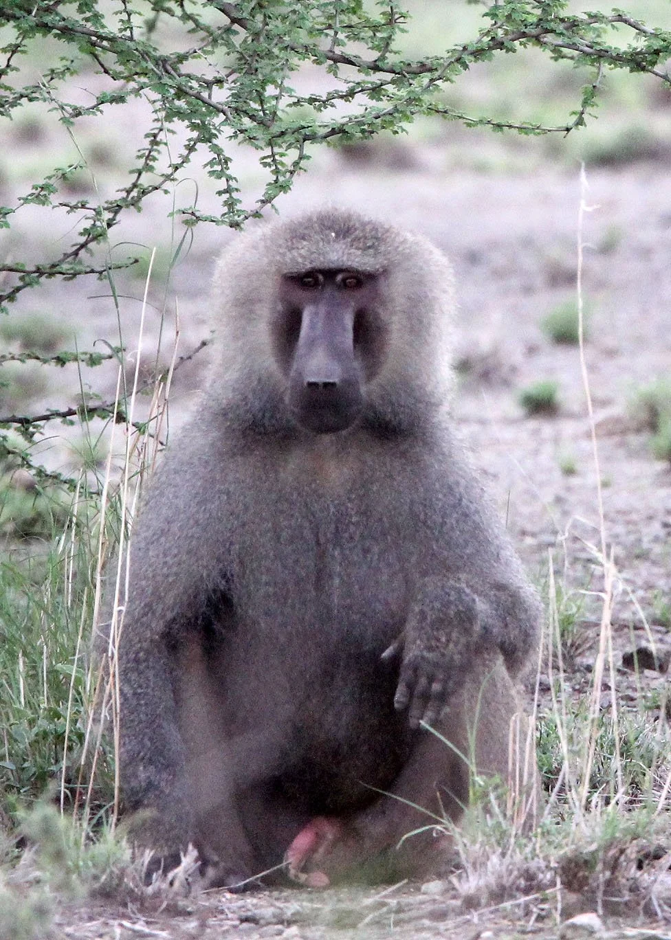 CERCOPITHECIDAE - Papio anubis-hamadryas - HAMADRYAS-OLIVE BABOON HYBRID - AWASH NATIONAL PARK ETHIOPIA (19).JPG