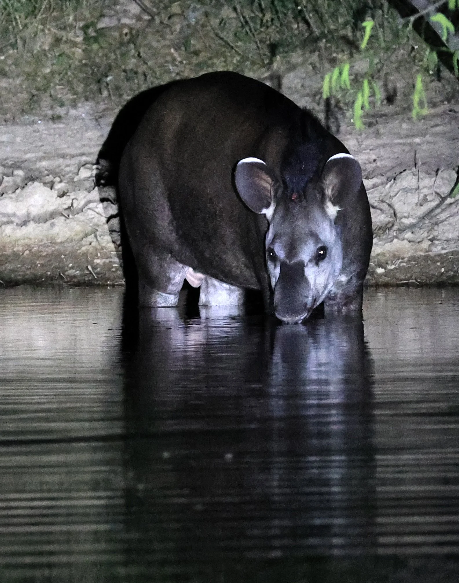 South American Tapir (Tapirus terrestris) Hotel Campestre Iparoma Paraguay  (31).jpg
