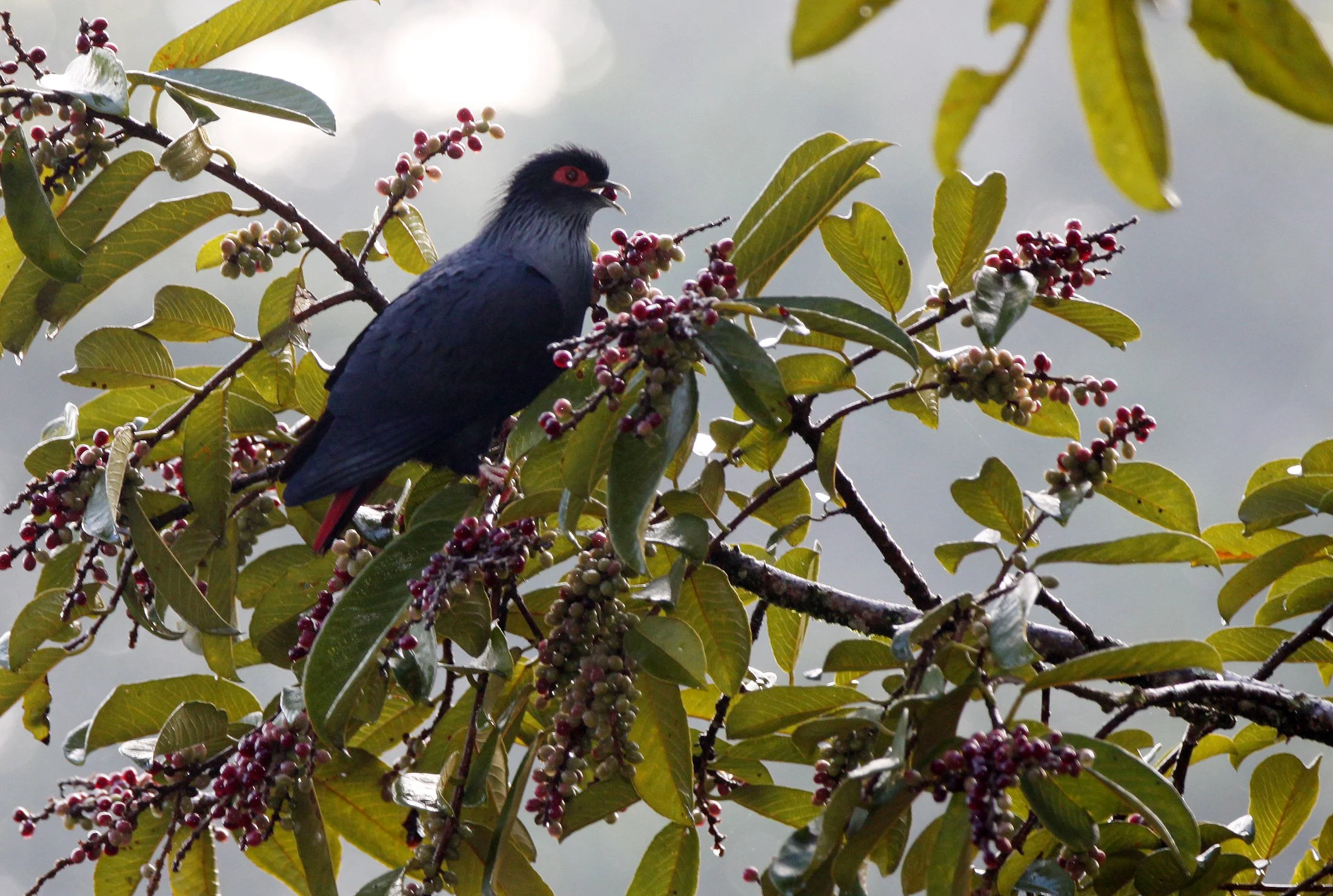 Madagascar Blue Pigeon (Alectroenas madagascariensis) Ranomafana NP Madagascar (1).JPG
