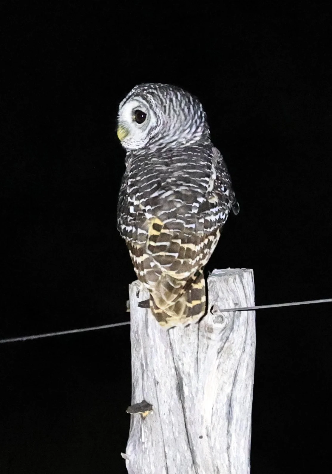 Chaco Owl (Strix chacoensis) Fortin Toledo Paraguay (8).jpg