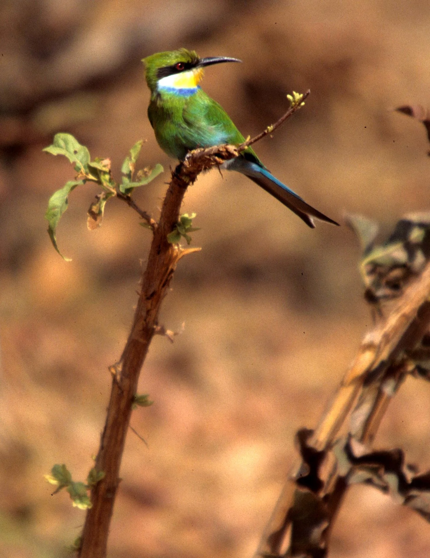 BIRD - BEE-EATER - RAINBOW BEE-EATER - KAKADU NP A.jpg
