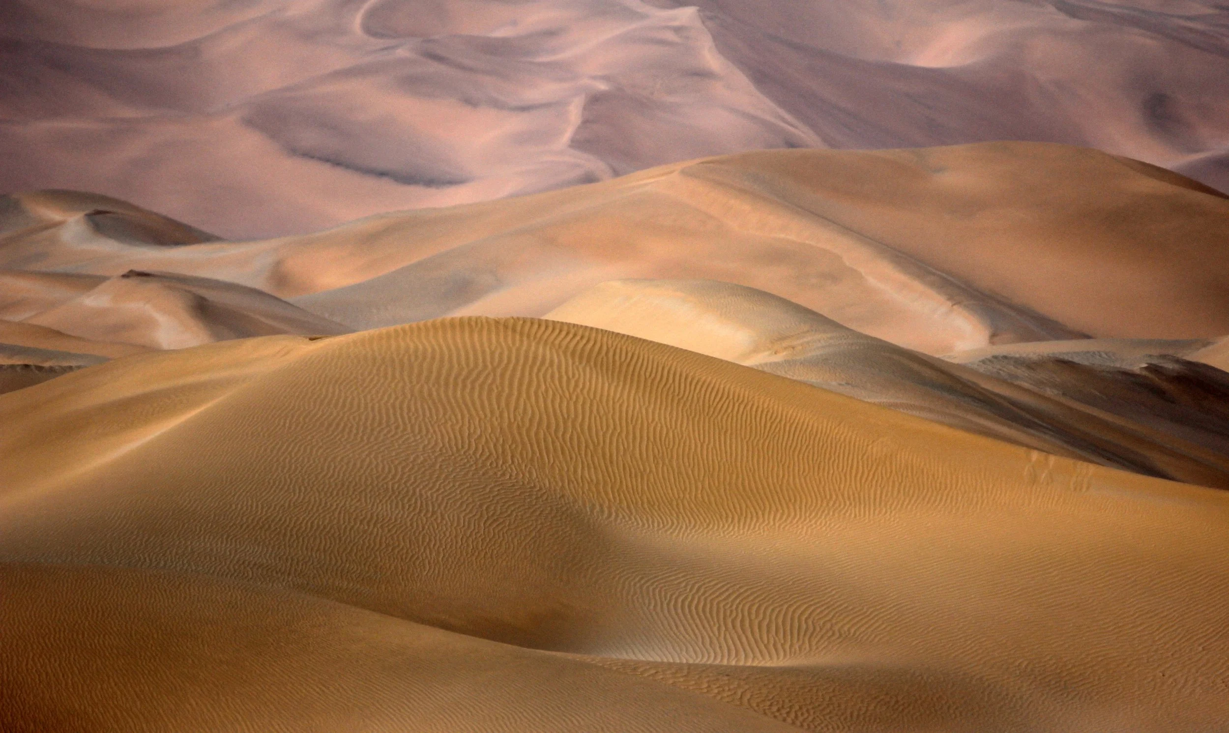 LOP NUR WILD BACTRIAN CAMEL RESERVE - XINJIANG CHINA (132).JPG