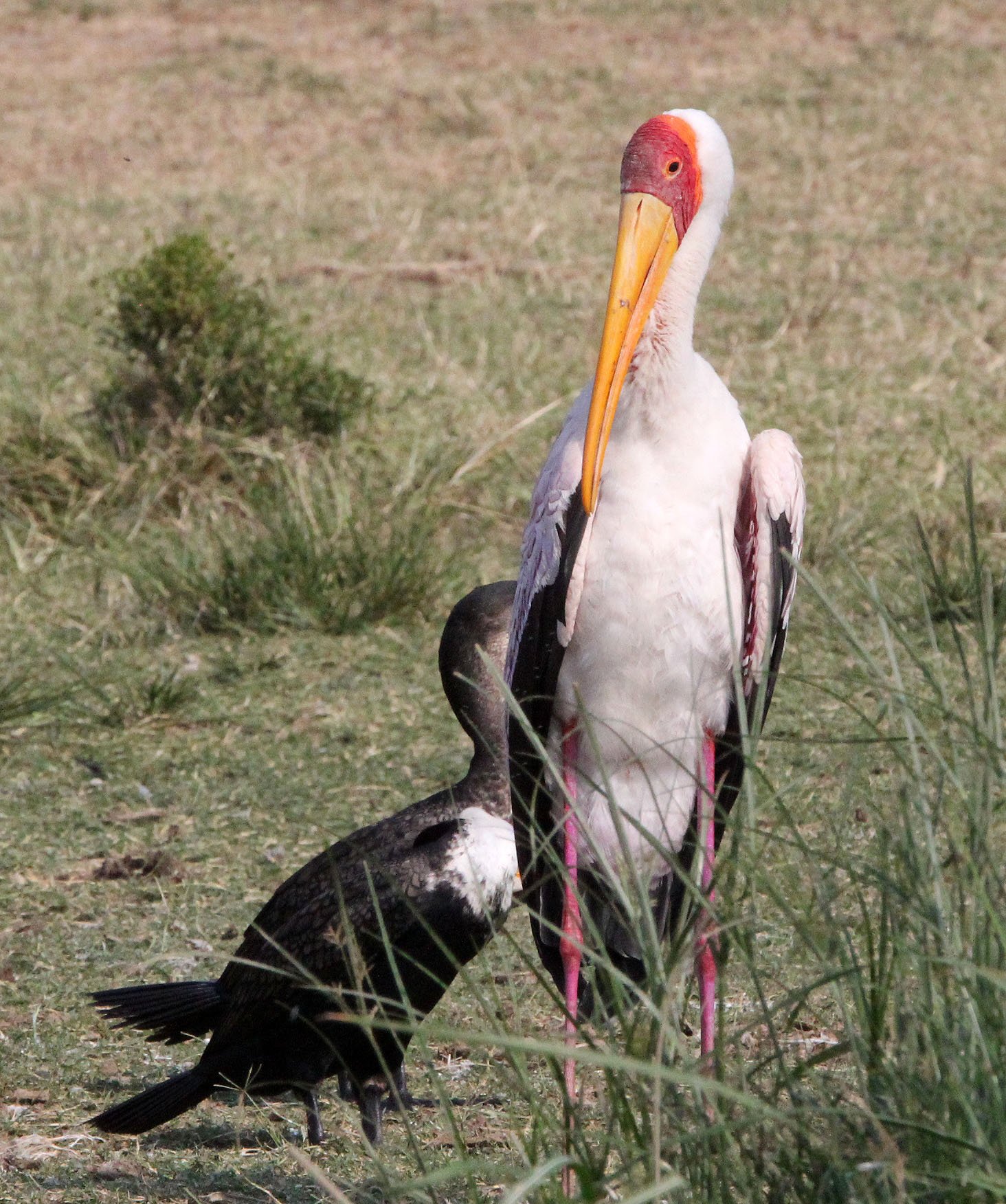 STORK - YELLOW-BILLED STORK - Mycteria ibis - QUEEN ELIZABETH NATIONAL PARK UGANDA (7).JPG
