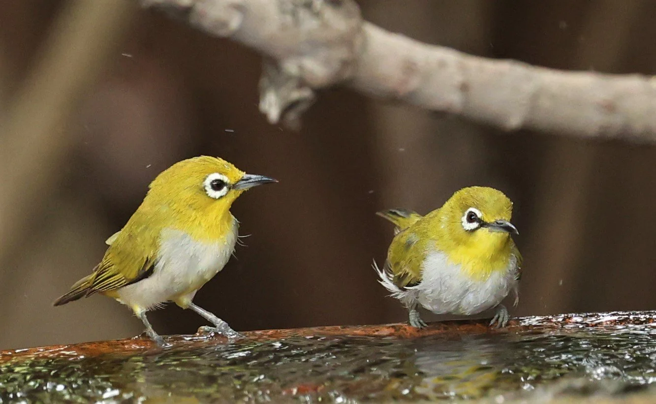 Swinhoe's White-eye (Zosterops simplex) Bang Pu Recreational Park & Mangrove Forest (106).jpg