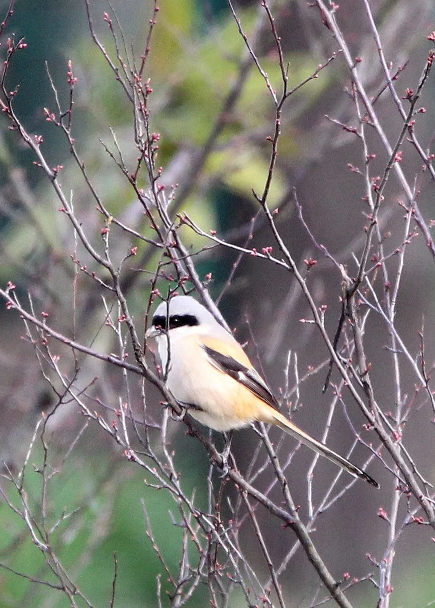 Long-tailed Shrike (Lanius schach) Binjiang Forest Park Shanghai (2).JPG