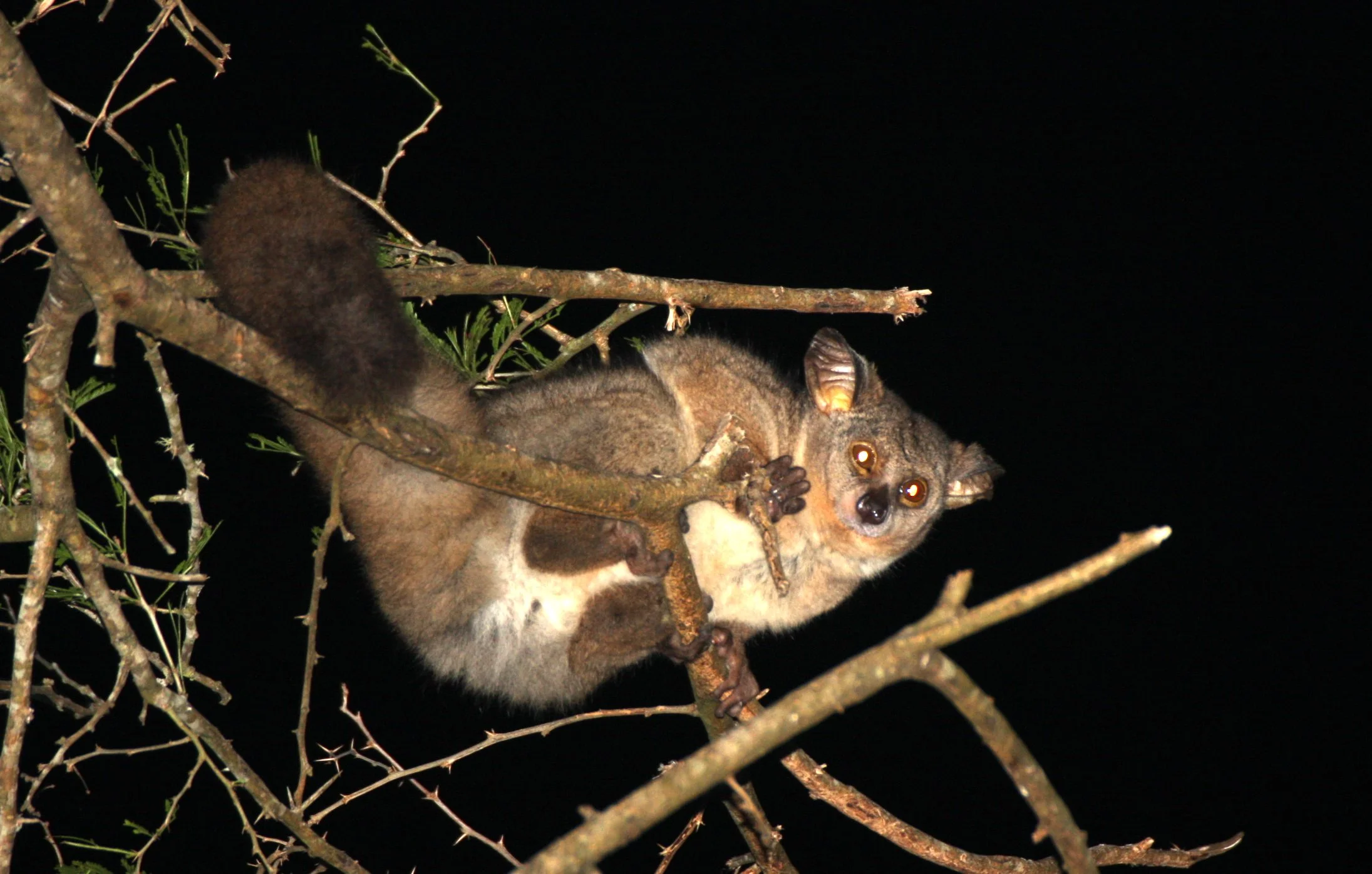 LORISIDEA - Otolemur crassicaudatus caudatus - LARGE-EARED GALAGO (BUSHBABY) - SAINT LUCIA WETLANDS RESERVE - SOUTH AFRICA (47).JPG