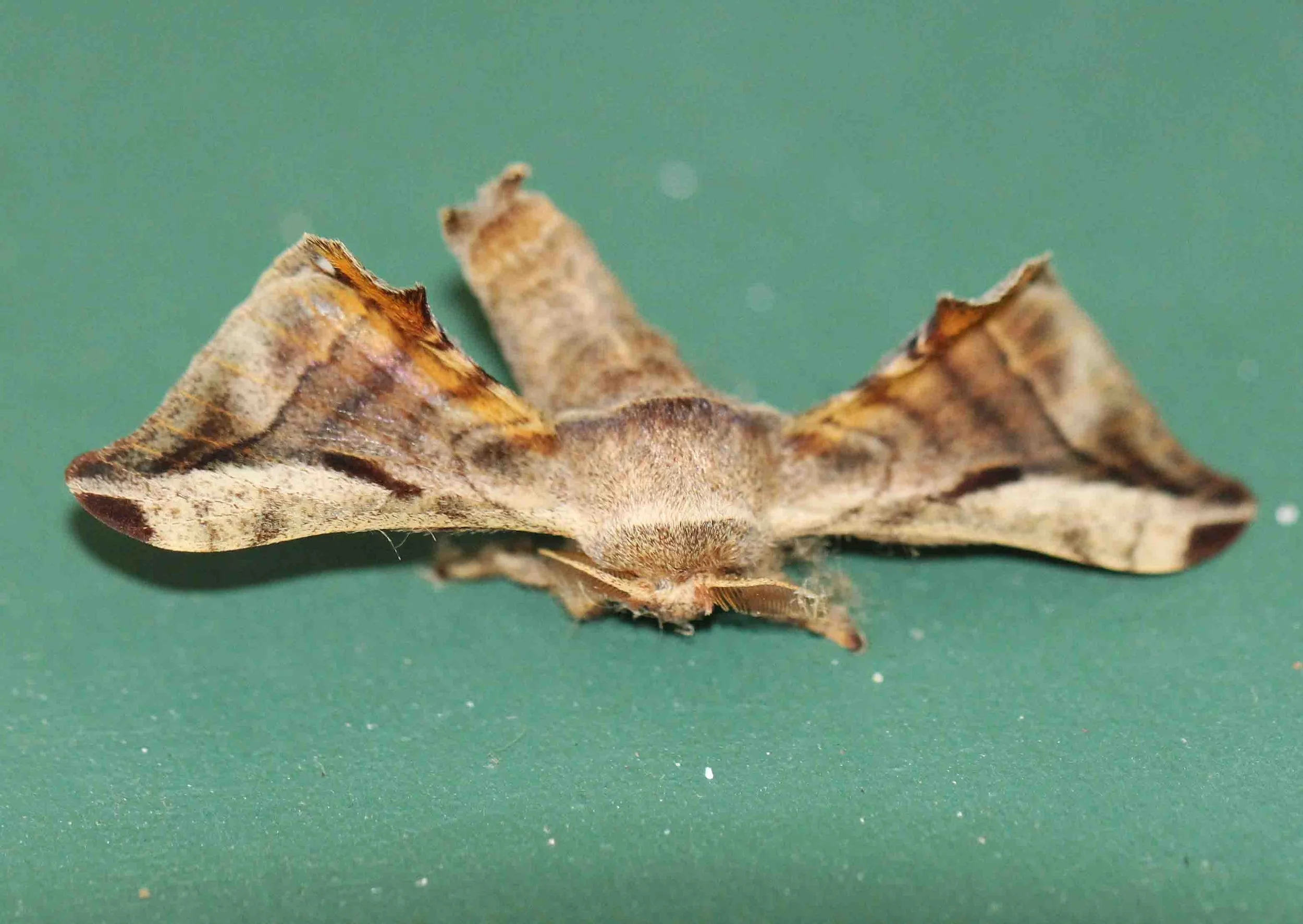 Family Bombicidae - Silkworm Moths