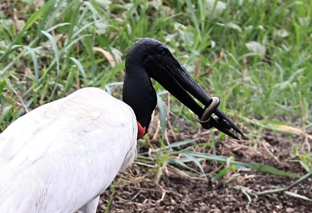 Jabiru (Jabiru mycteria) Agua Dulce Paraguay (5).jpg