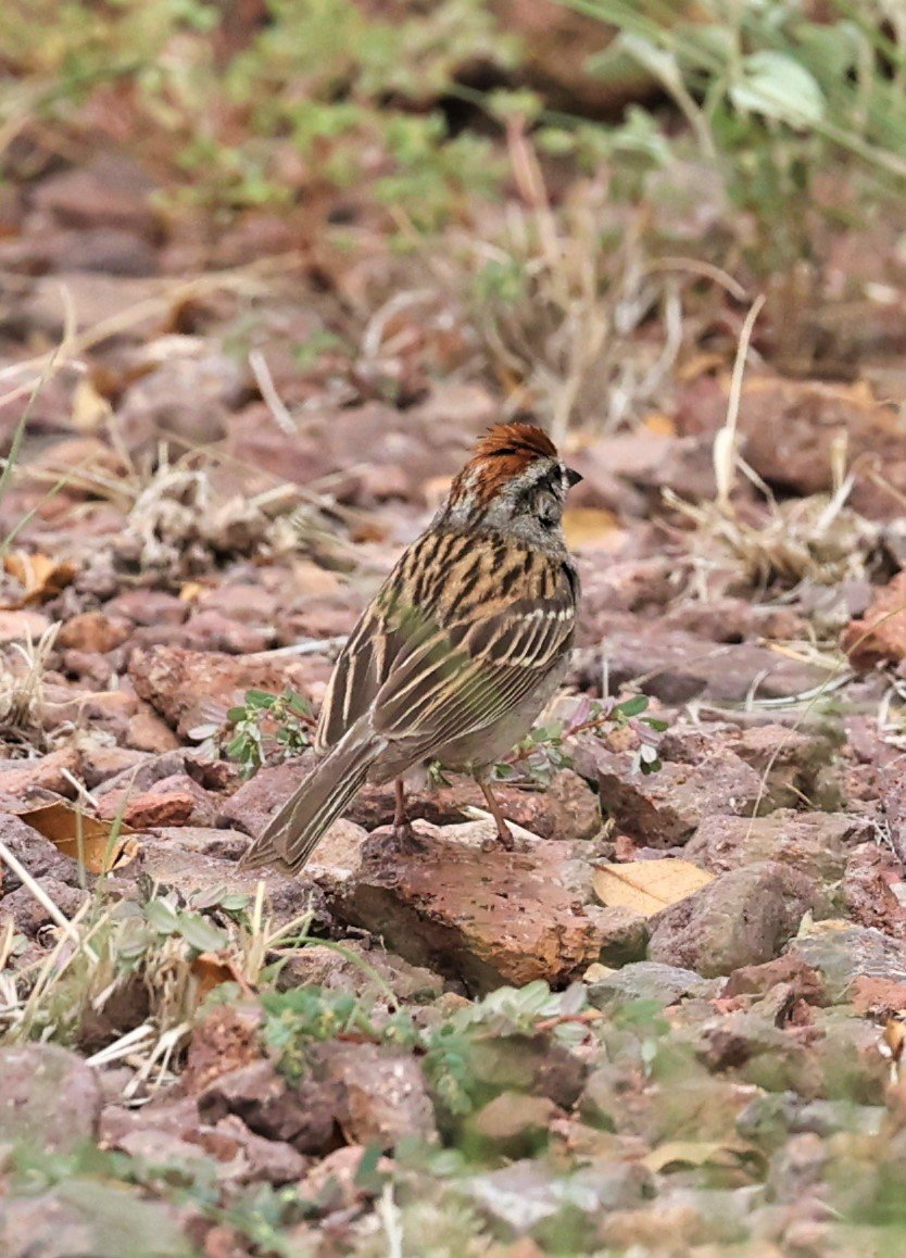 Rufous-crowned Sparrow (Aimophila ruficeps) Davis Mountains State Park Texas (1).jpg