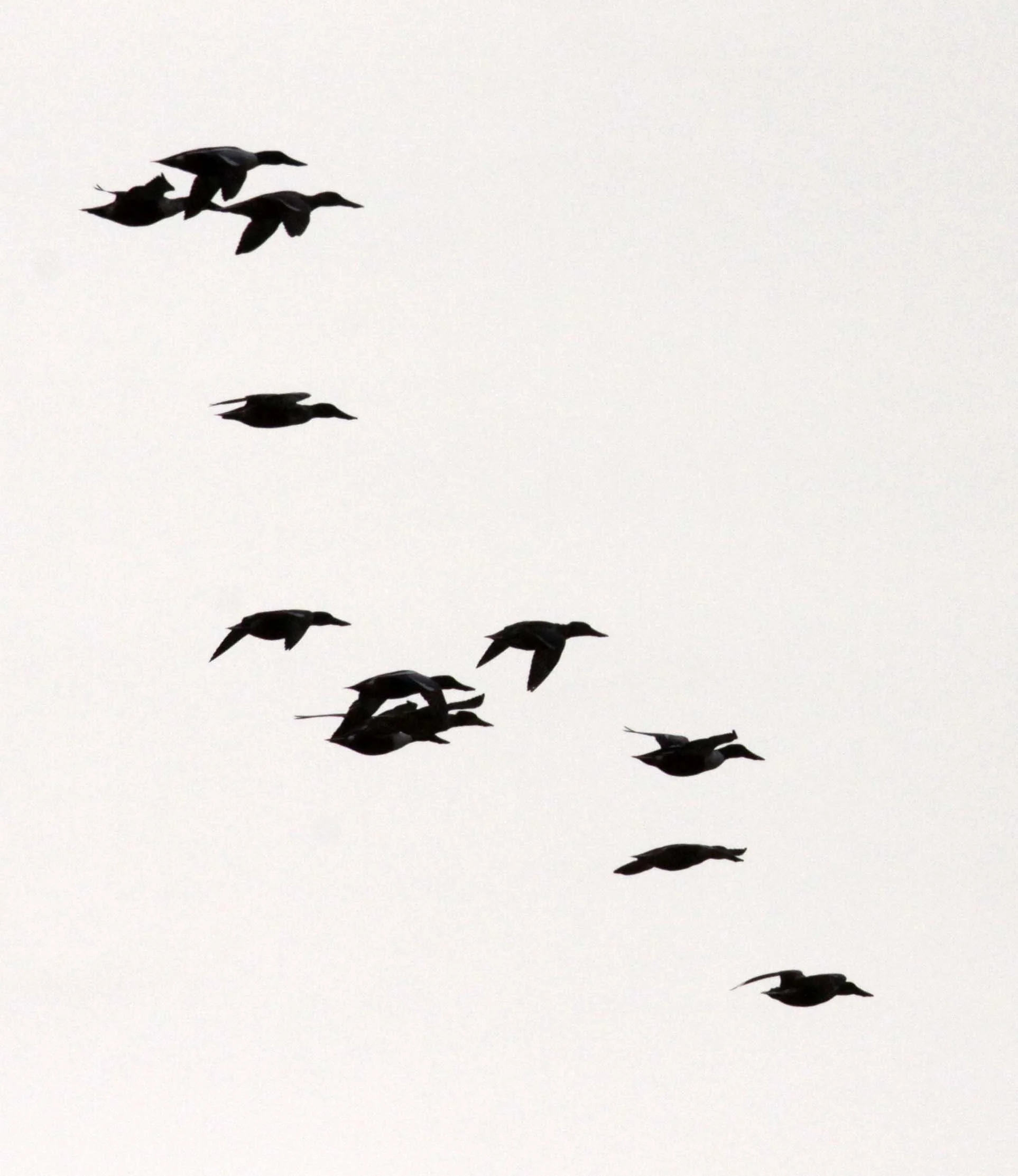 SHOVELER - NORTHERN SHOVELER - Spatula clypeata - YANCHENG CHINA (8).JPG