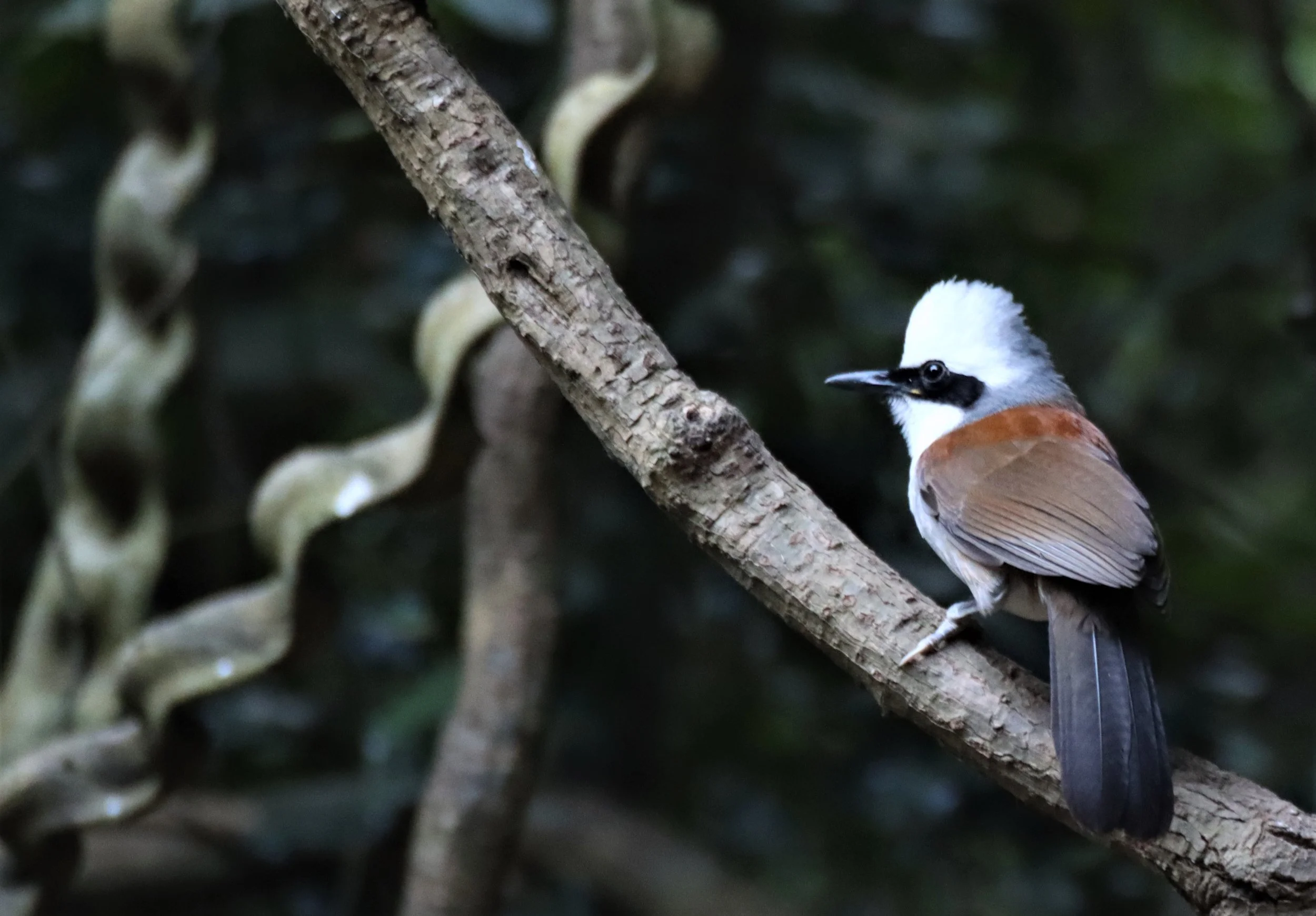 LAUGHINGTHRUSH - WHITE-CRESTED LAUGHINGTHRUSH - Garrulax leucolophus - KAENG KRACHAN THAILAND (17).jpg