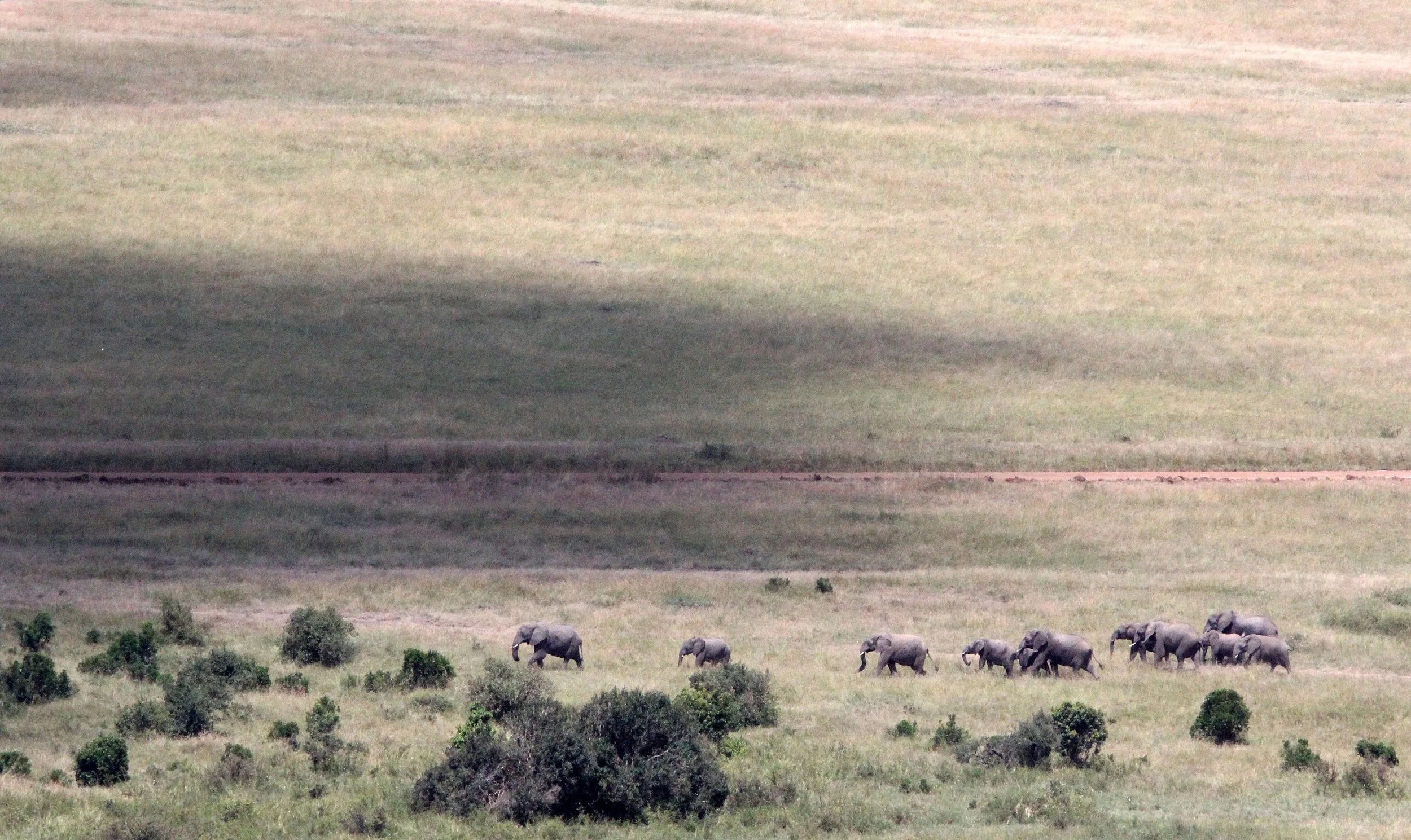 ELEPHANT - MASAI MARA NATIONAL PARK KENYA (14).JPG