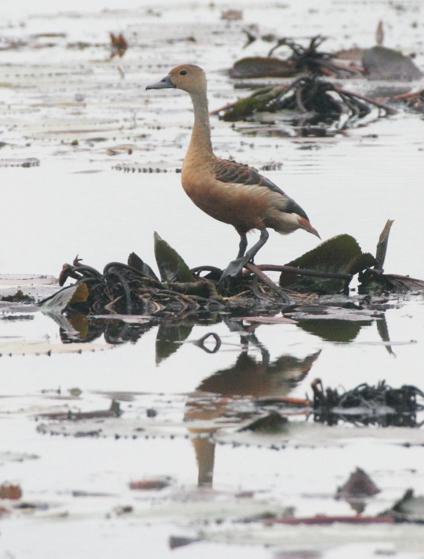 DUCK - LESSER WHISTLING DUCK  - Dendrocygna javanica - BUENG BORAPHET THAILAND (10).JPG