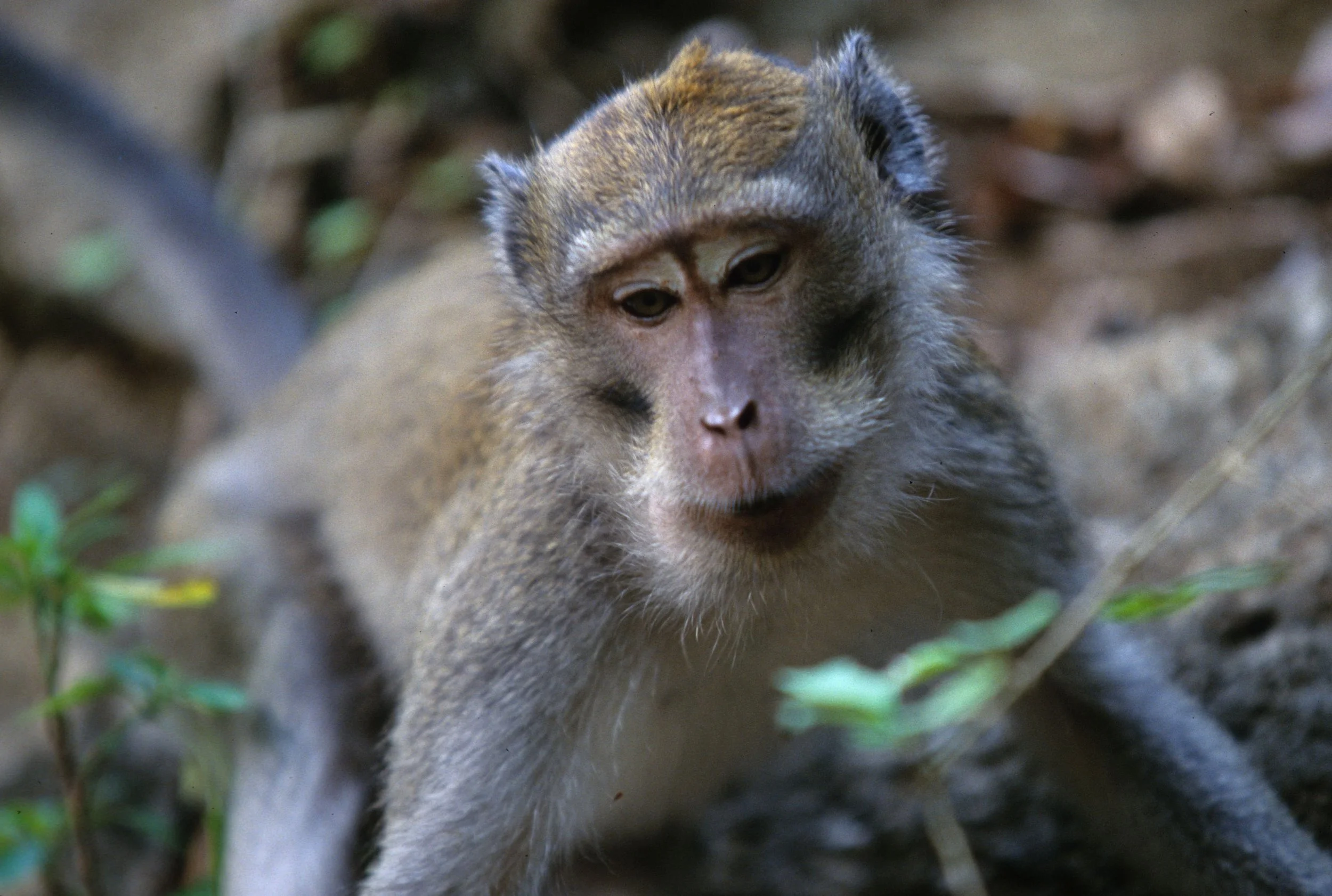 PRIMATE - MACAQUE - CRAB-EATING MACAQUE - BALI BARAT NP.jpg