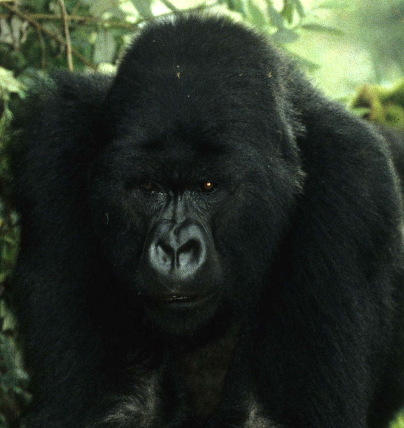PRIMATE - GORILLA-RWANDA PARC DU VULCANS (48).jpg
