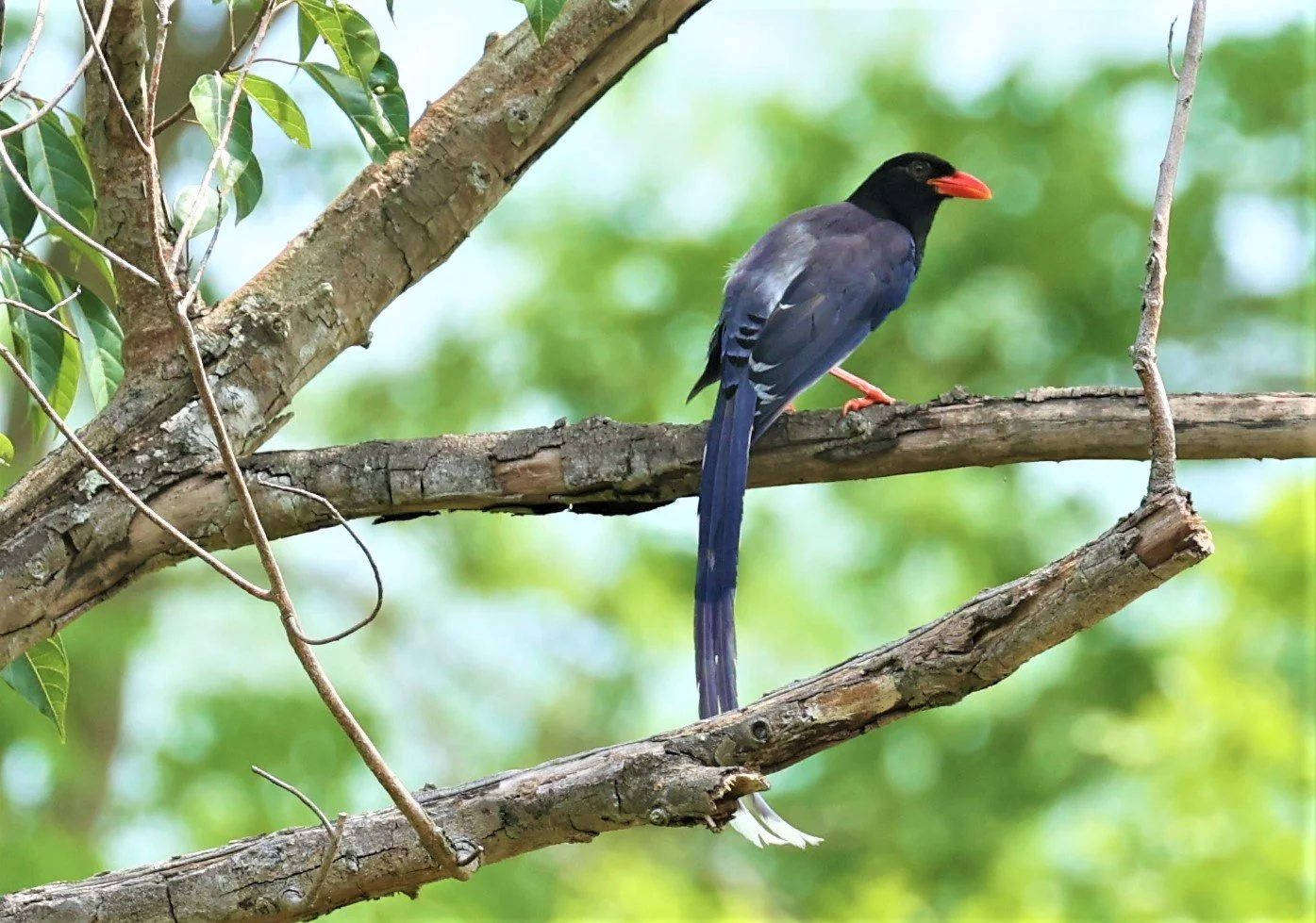 MAGPIE - BLUE MAGPIE - Urocissa erythrorhyncha - HUAI KHA KHAENG WILDLIFE SANCTUARY MAY 1 2022 (5).jpg