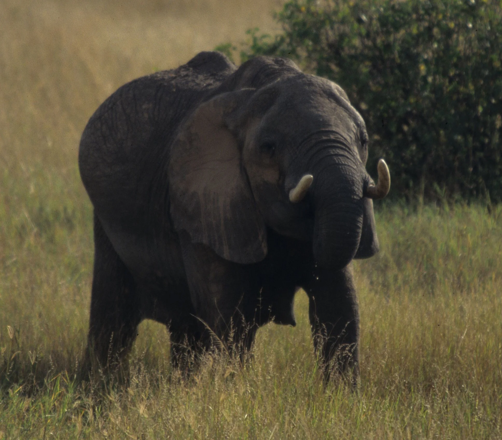 ELEPHANT - SERENGETI 35.jpg