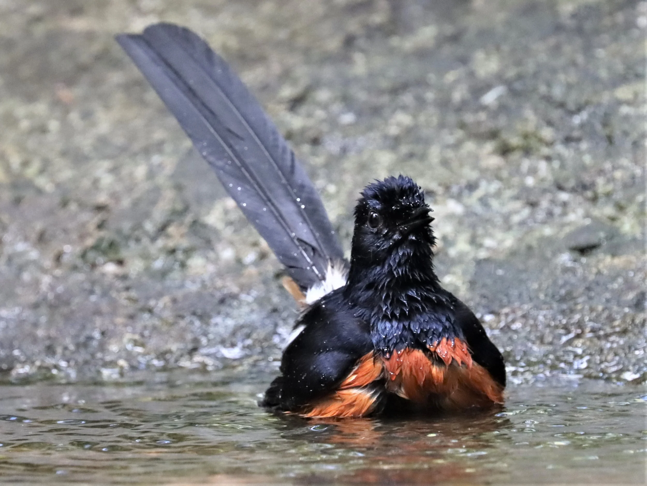 SHAMA - WHITE-RUMPED SHAMA - Copsychus malabaricus - WAT THAM PRATHUN CHONBURI (11).jpg