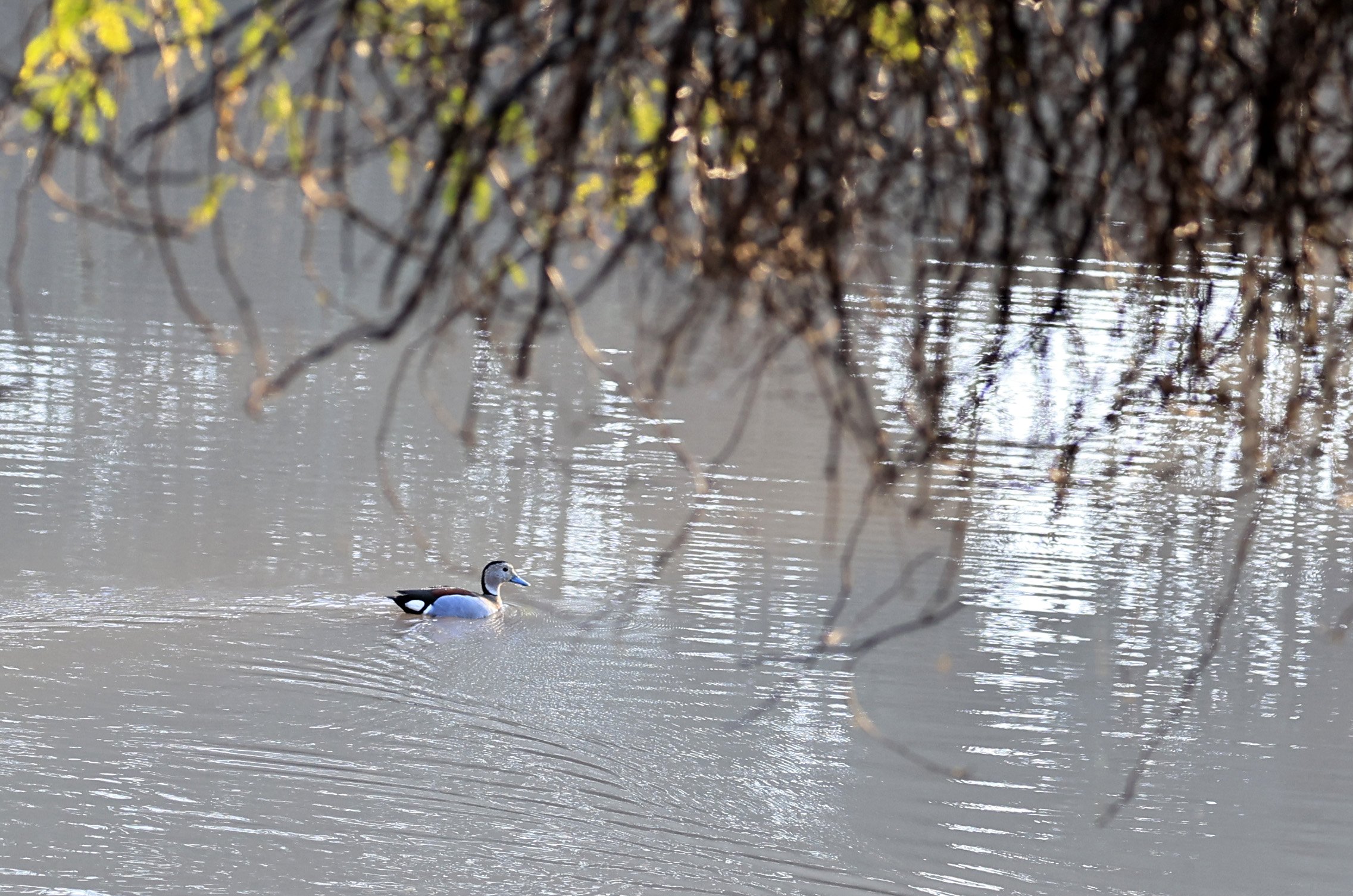 Ringed Teal (Callonetta leucophrys) Hotel Iparoma Campestre Paraguay (2).jpg