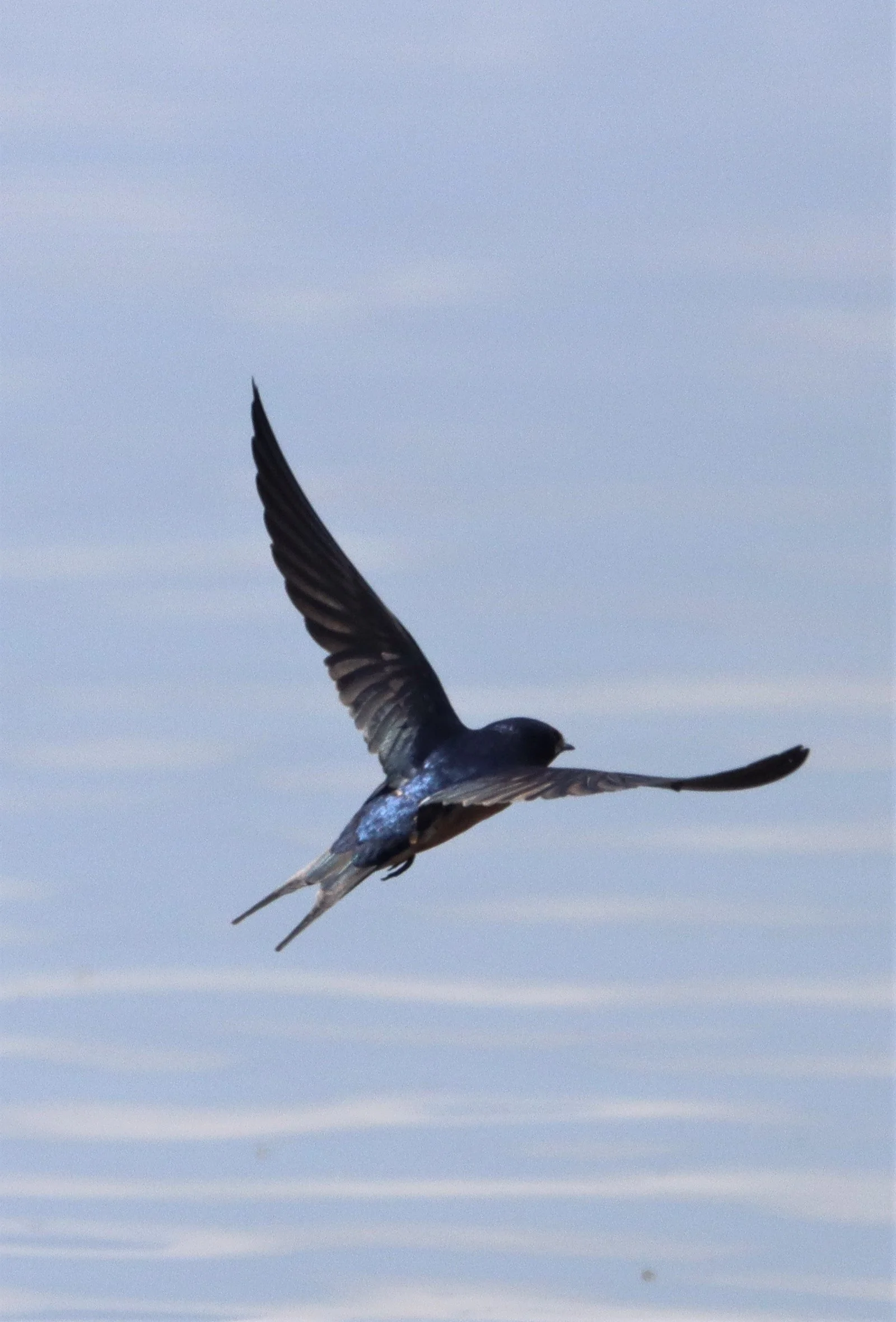 Barn Swallow (Hirundo rustica) Bang Khaem Wetlands Nakhon Pathom Thailand (13).jpg