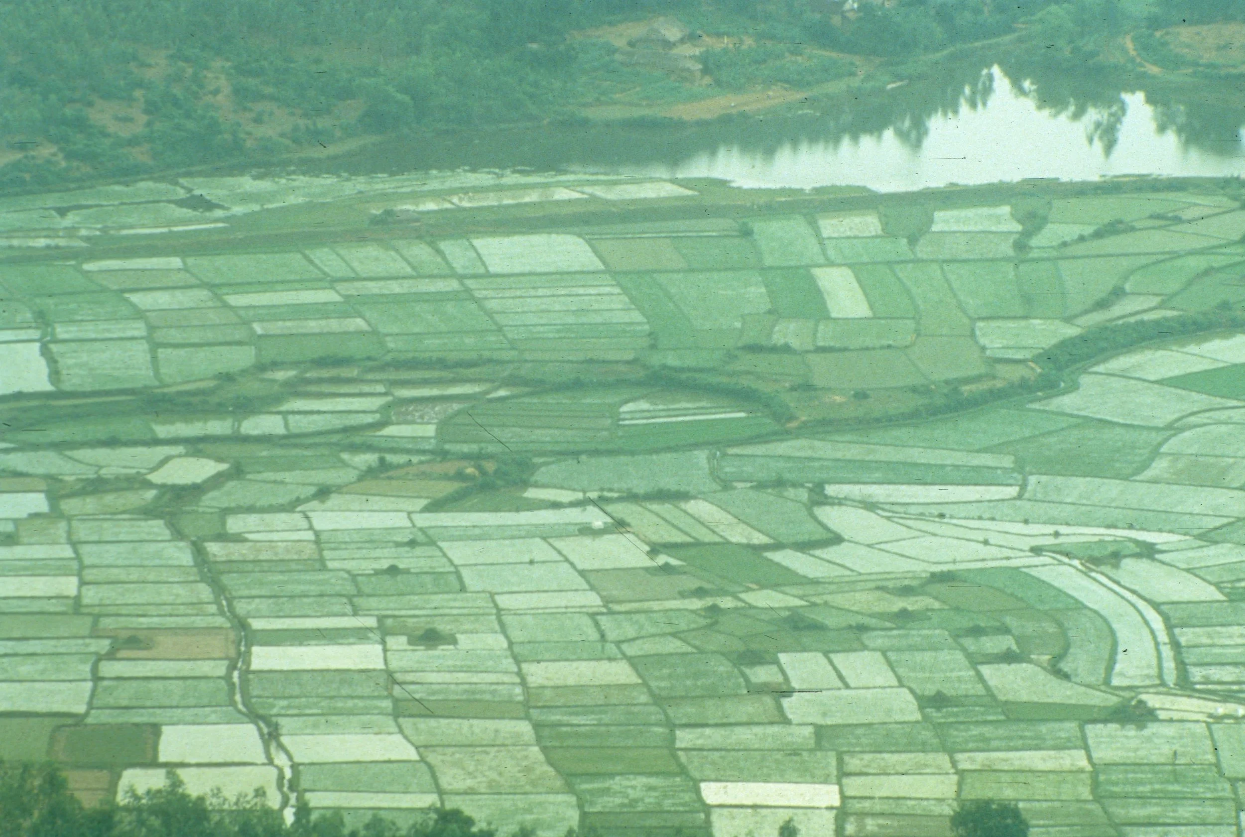 TAM DAO - VIEW OF RED RIVER VALLEY RICE FIELS.jpg