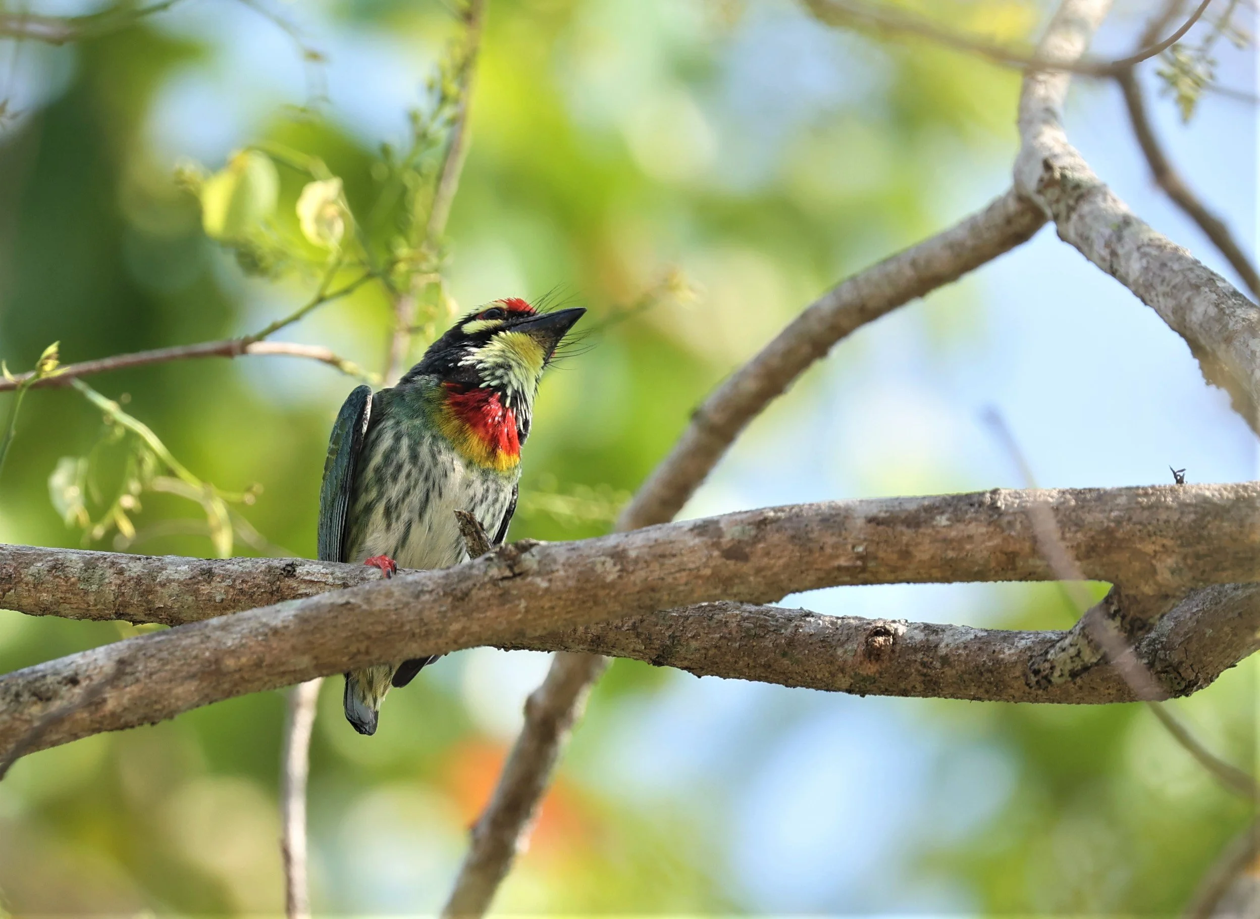 BARBET - COPPERSMITH BARBET - Megalaima haemacephala - KRUNG CHING, KHAO LUANG NP NST, APRIL 2022 (8).jpg