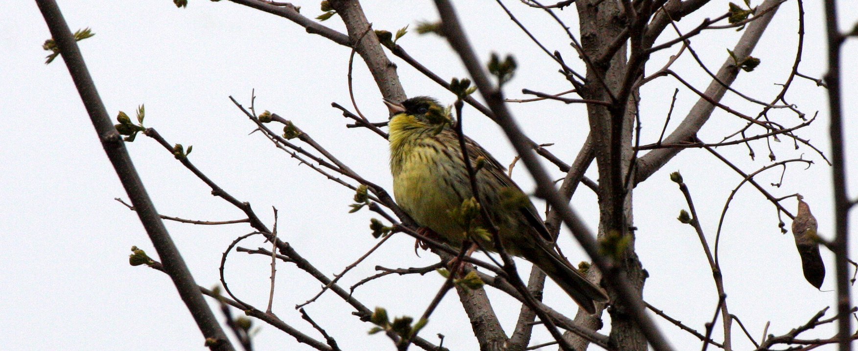 Eurasian Siskin (Spinus spinus) Shimokita Peninsula, Kawauchi Japan (3).JPG