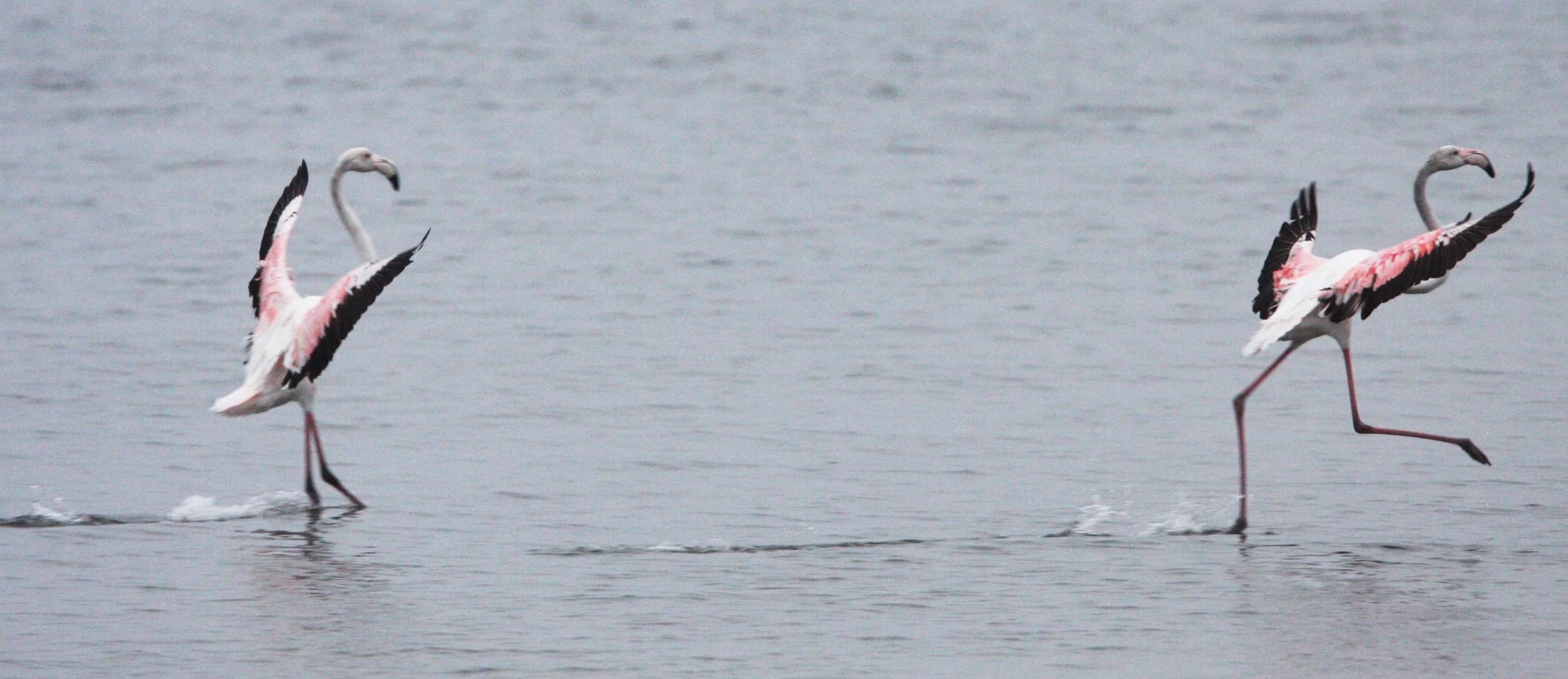 Phoenicopterus roseus - Greater Flamingo - Walvis Bay Namibia (54).JPG