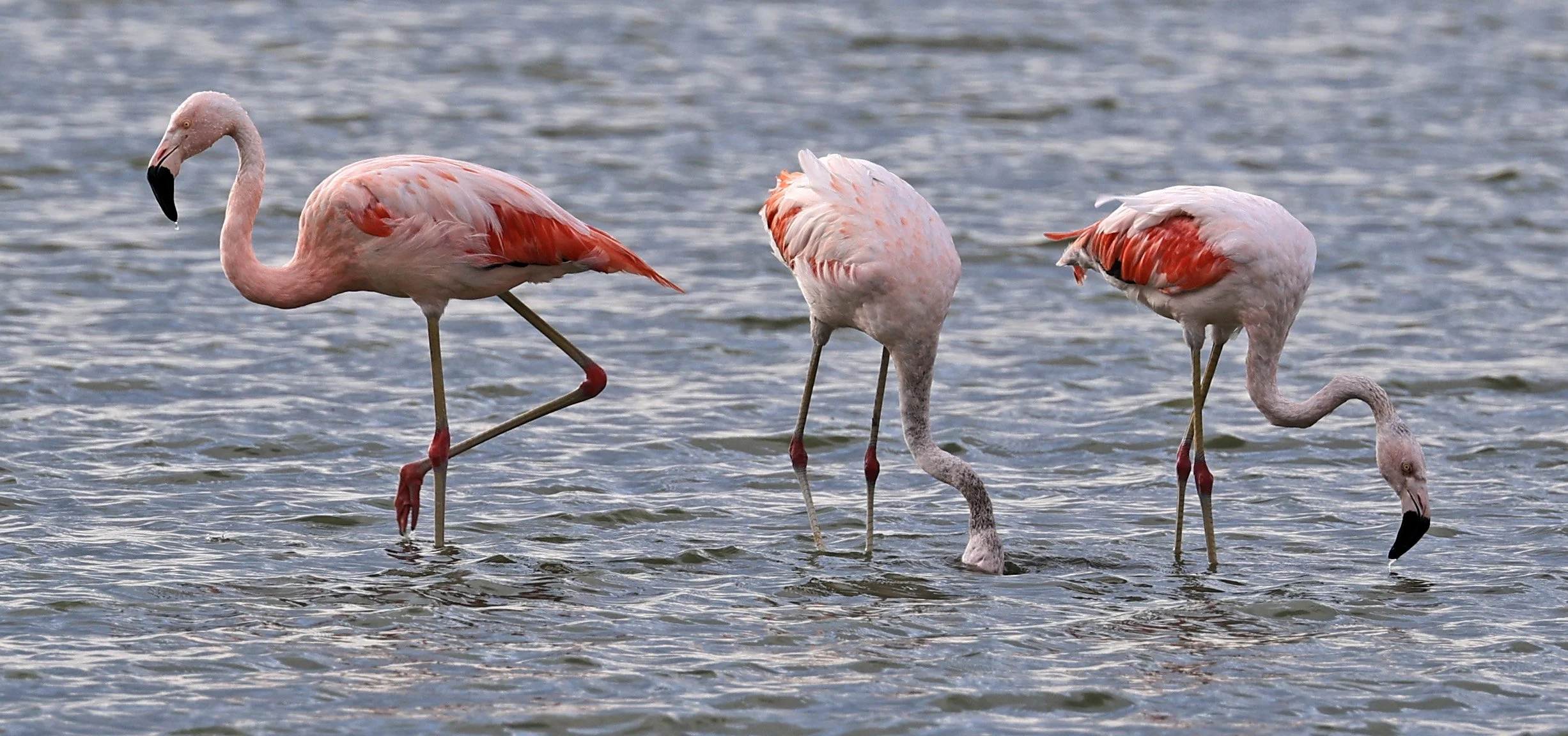 Chilean Flamingo (Phoenicopterus chilensis) Chaco Lodge & Laguna Salada Paraguay (14).jpg