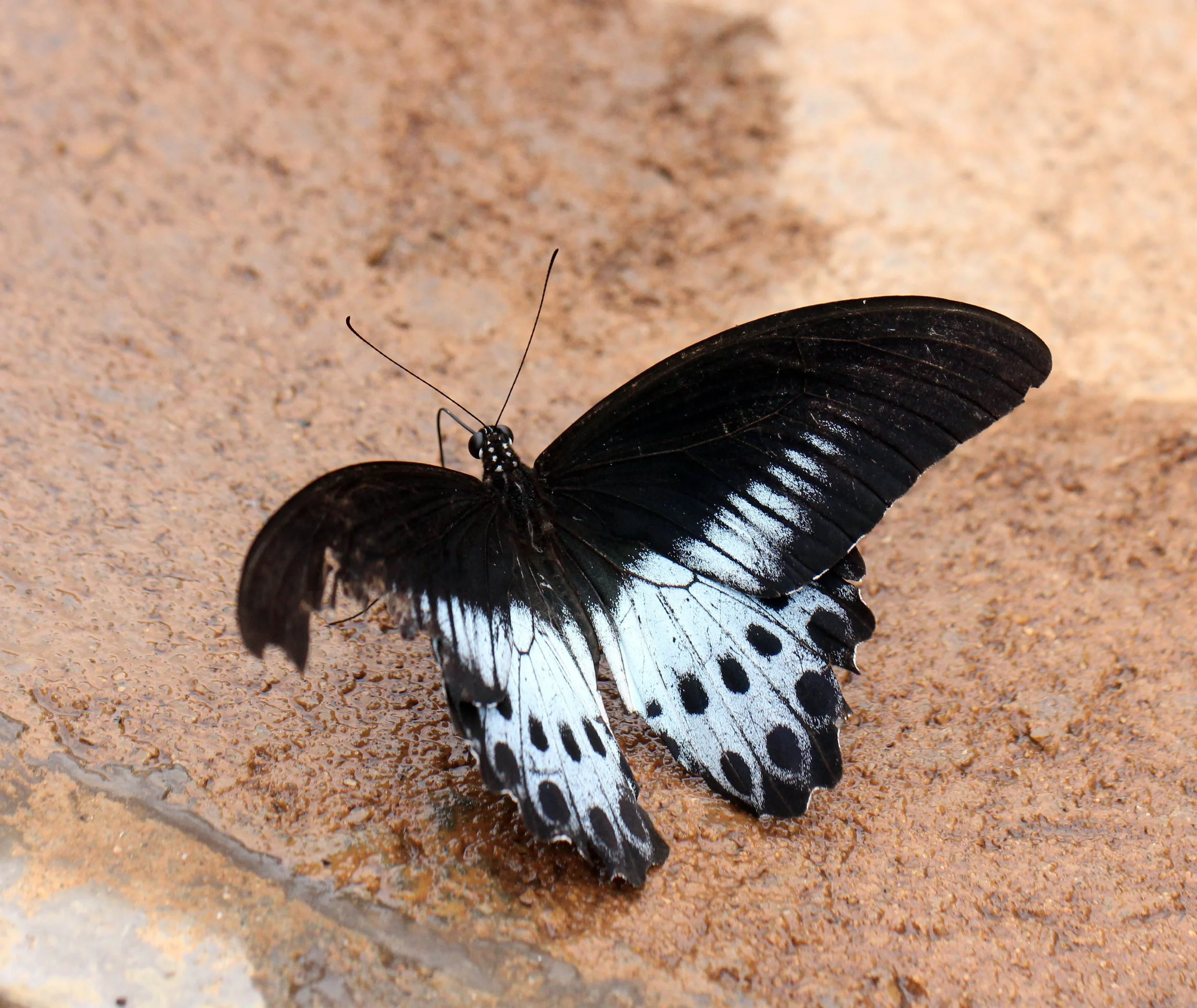 Papilio polymnestor - Sigiriya Forest, Sri Lanka 
