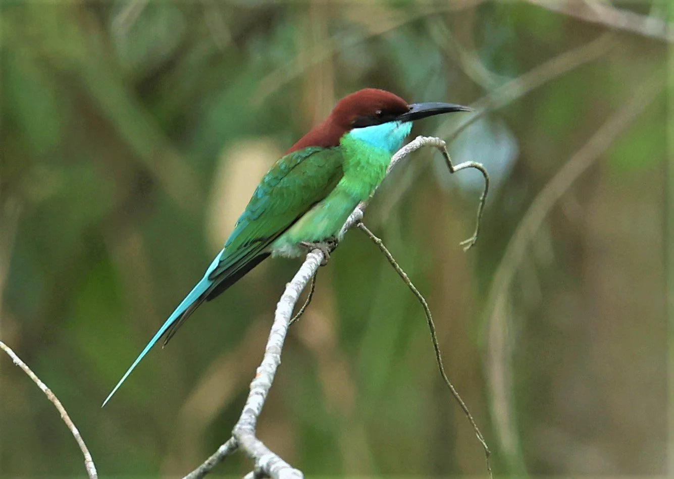 BEE-EATER - BLUE-THROATED BEE-EATER - Merops viridis - PAK PHAYUN DISTRICT, PATTHALUNG APRIL 2022 (21).jpg