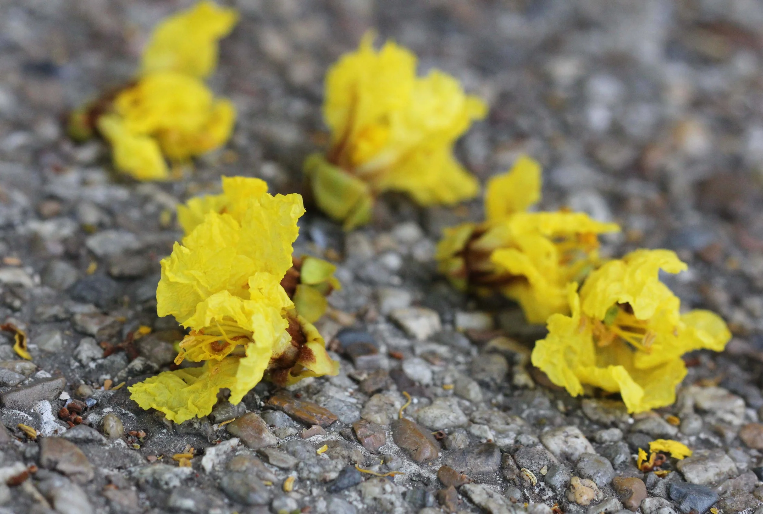 2013 Nonthaburi Setthasiri House and Nonthaburi Neighborhood (211).JPG