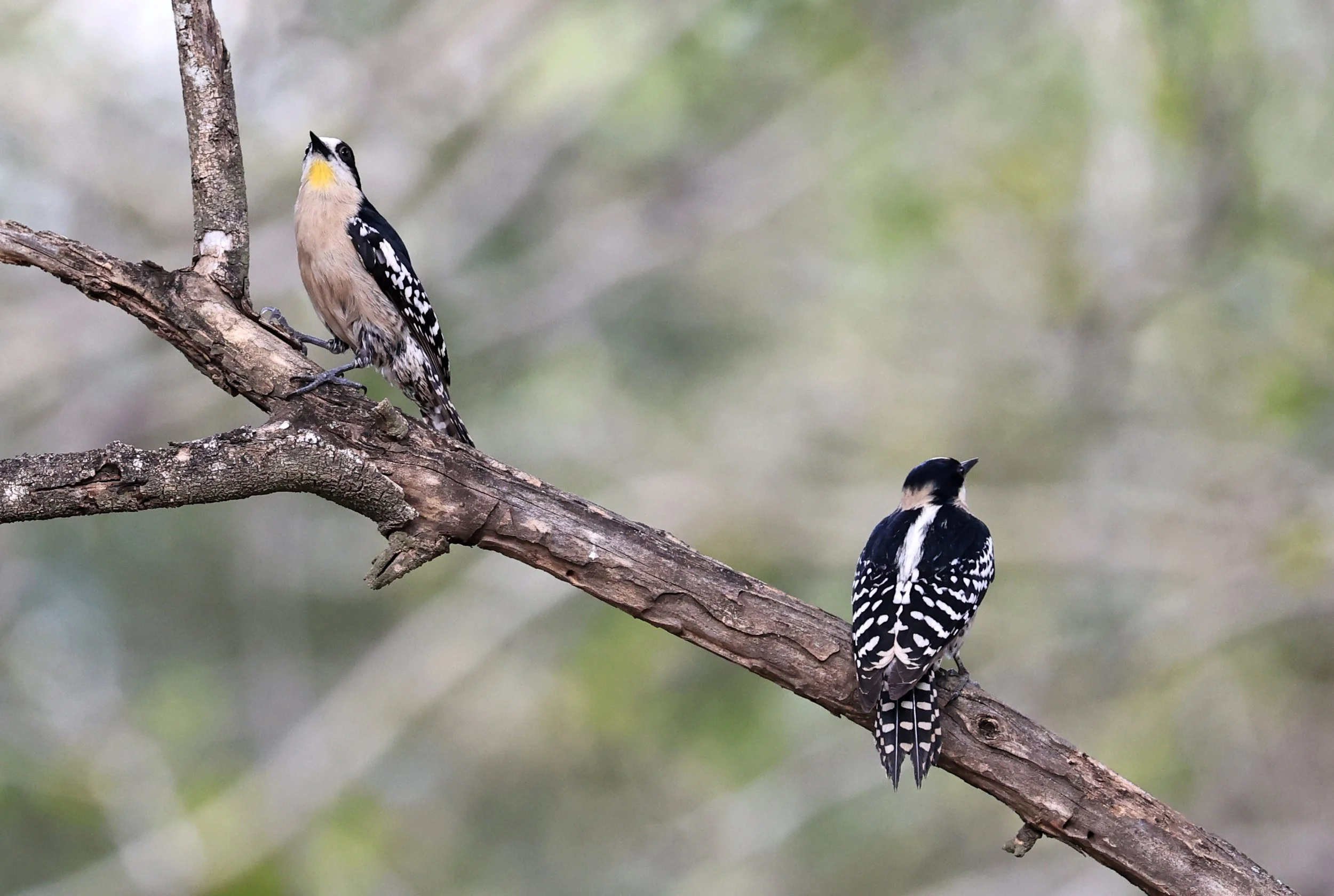 White-fronted Woodpecker (Melanerpes cactorum) Hotel Campestre Iparoma Paraguay (31).jpg