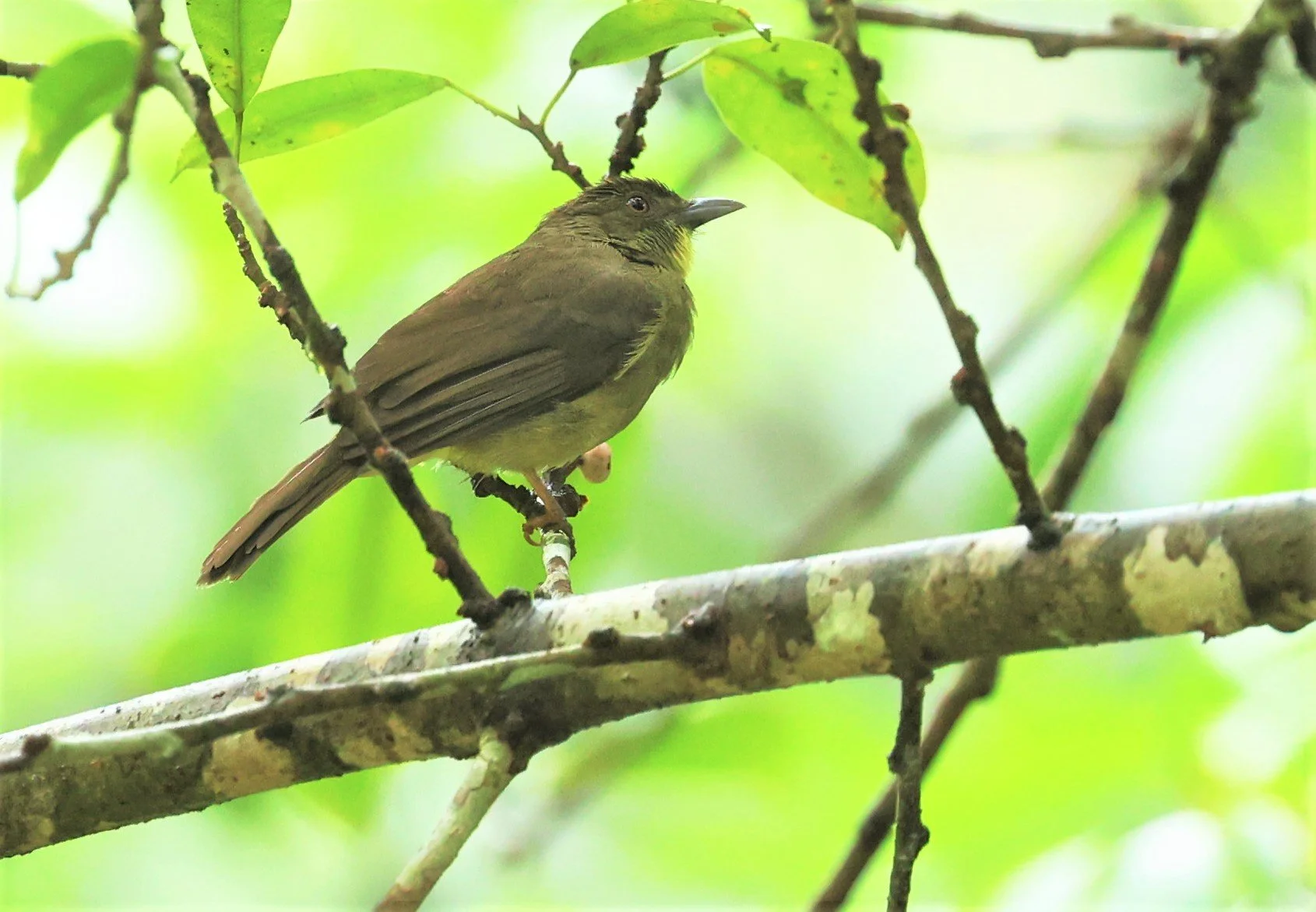 BULBUL - FINSCH'S BULBUL - Iole finschii - HALA BALA WILDLIFE SANCTUARY APRIL 2022 (13).jpg